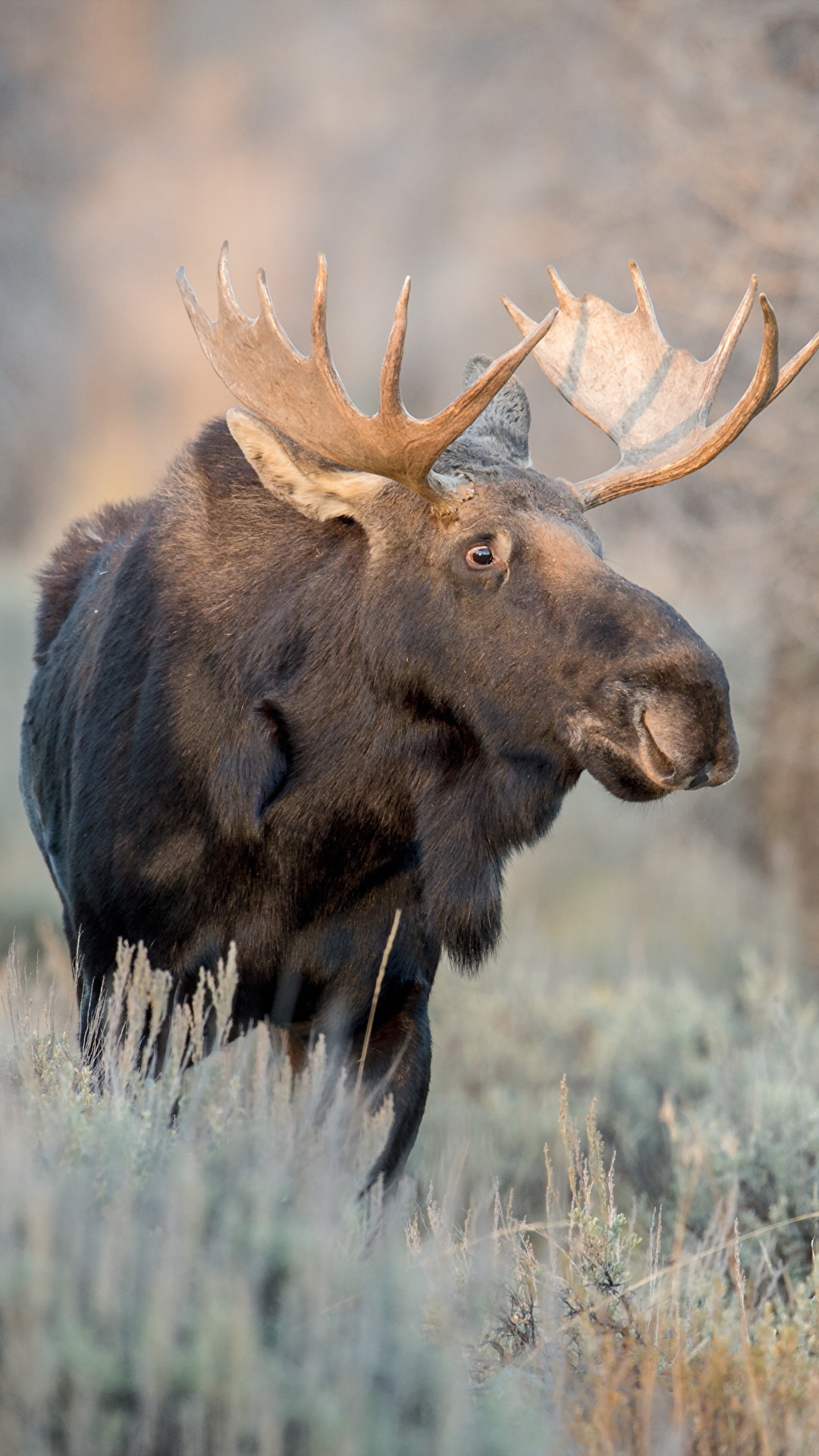 Picture Moose Horns animal 1080x1920