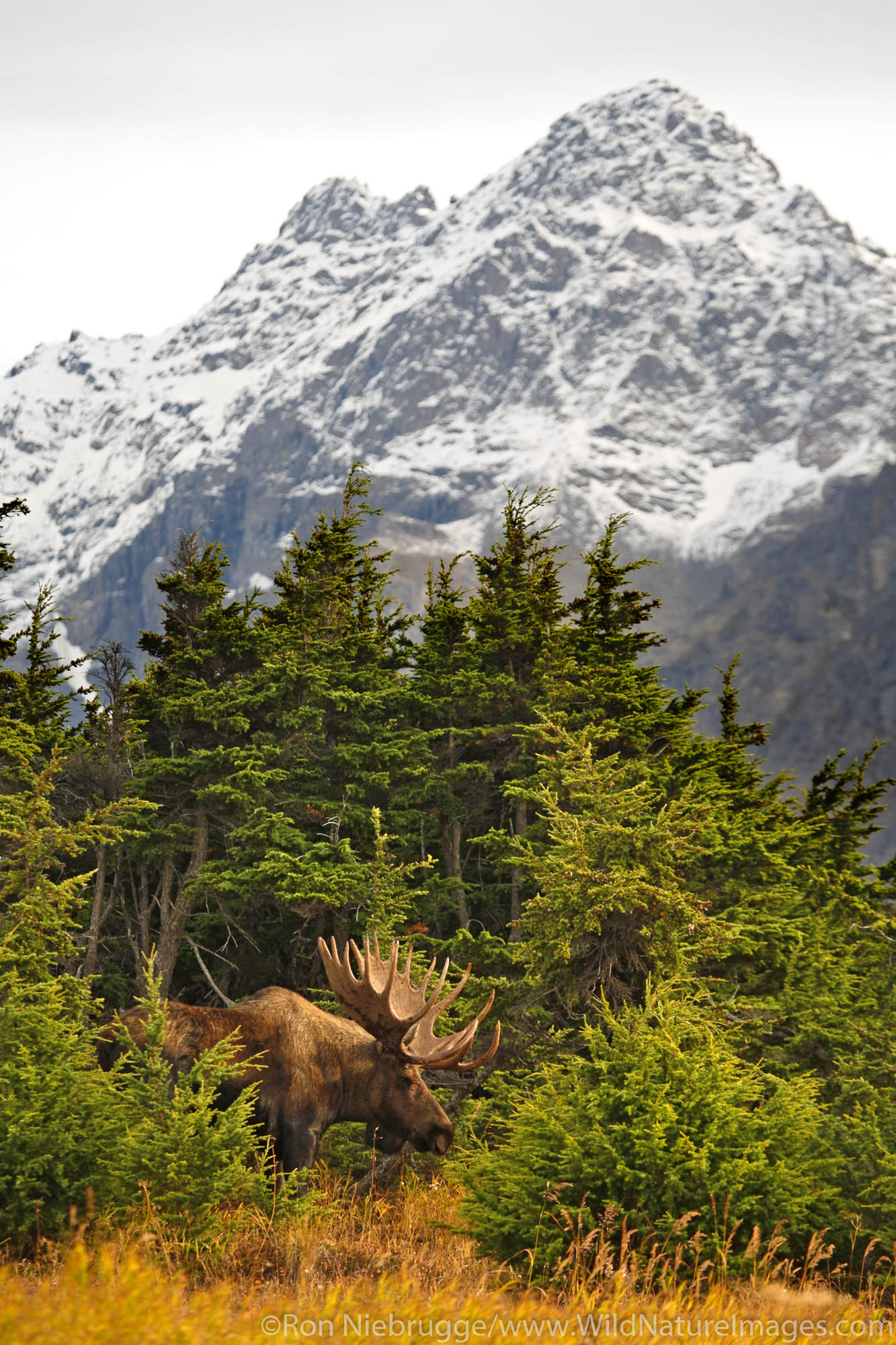 Bull Moose. Chugach State Park, Alaska