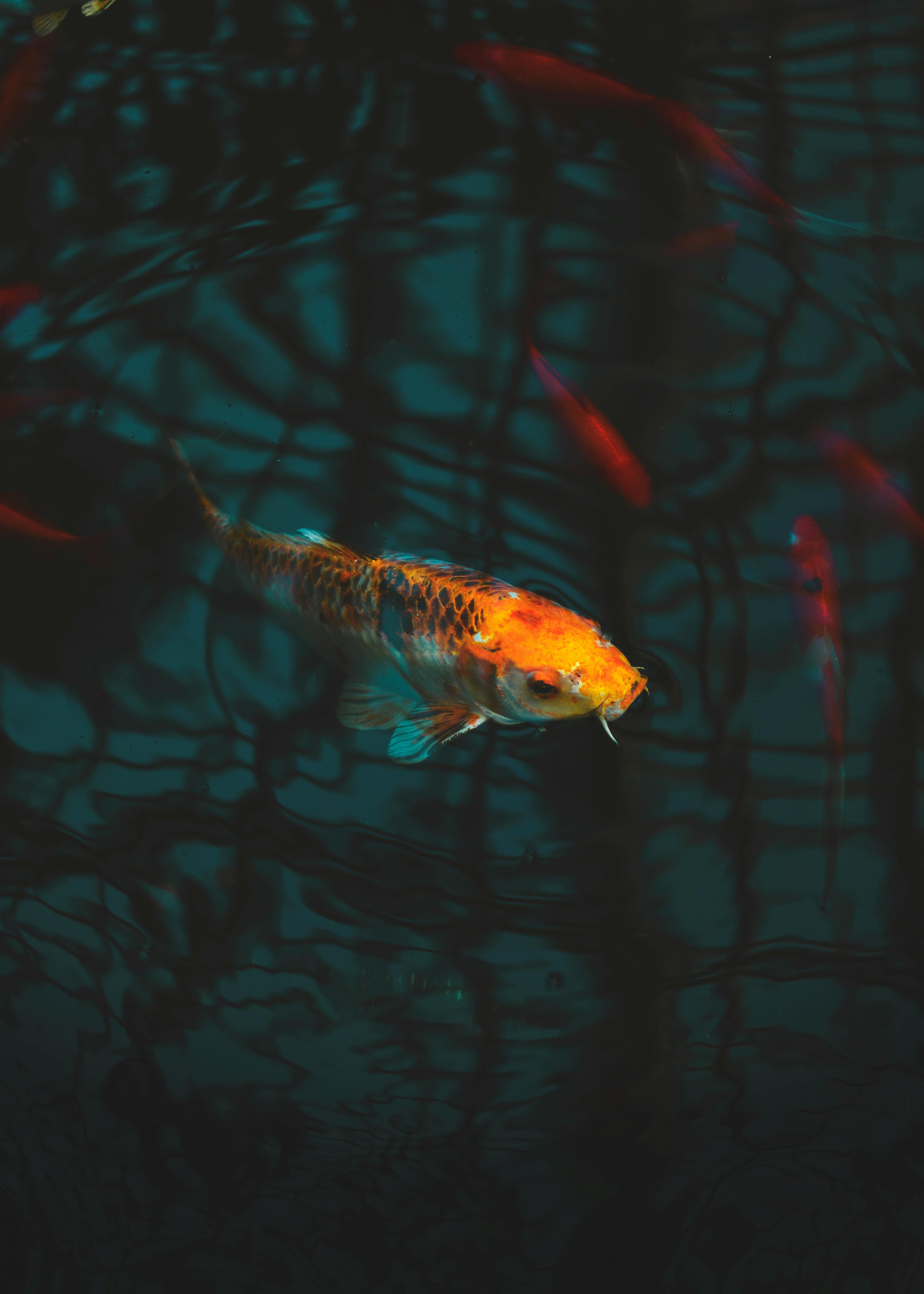 Koi Fish Photo, Download The BEST Free