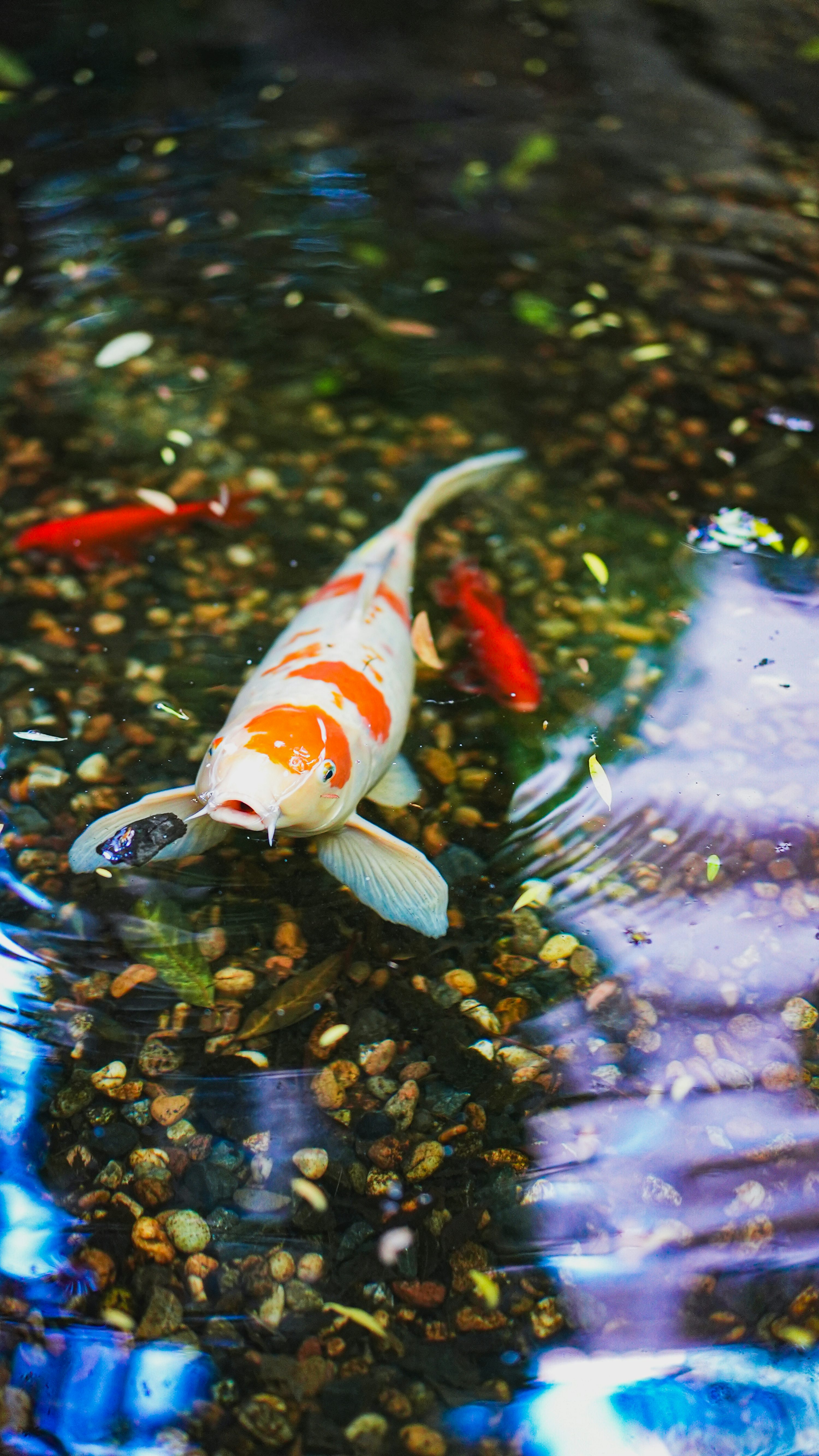 Koi Fish Picture. Download Free