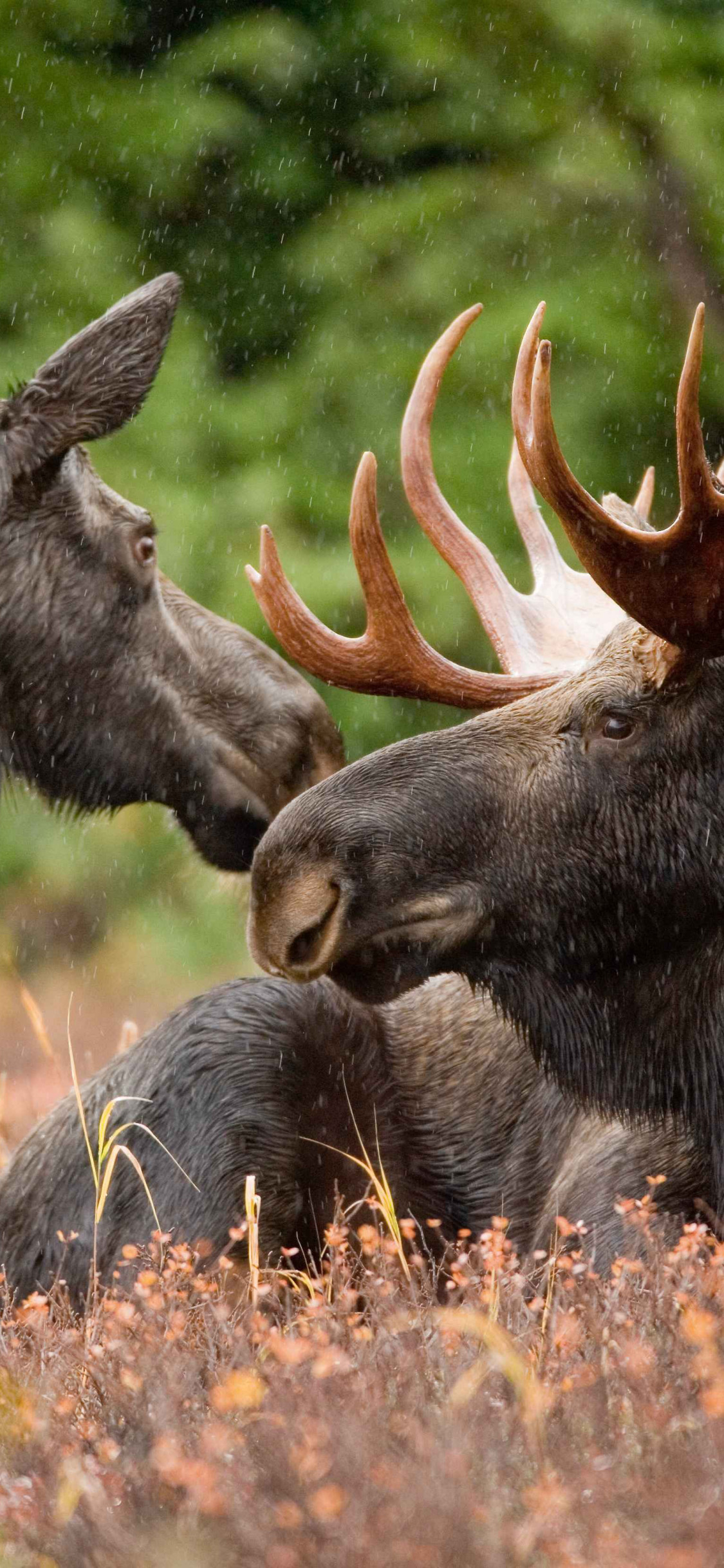 Moose Wallpaper 4992x3328 81328