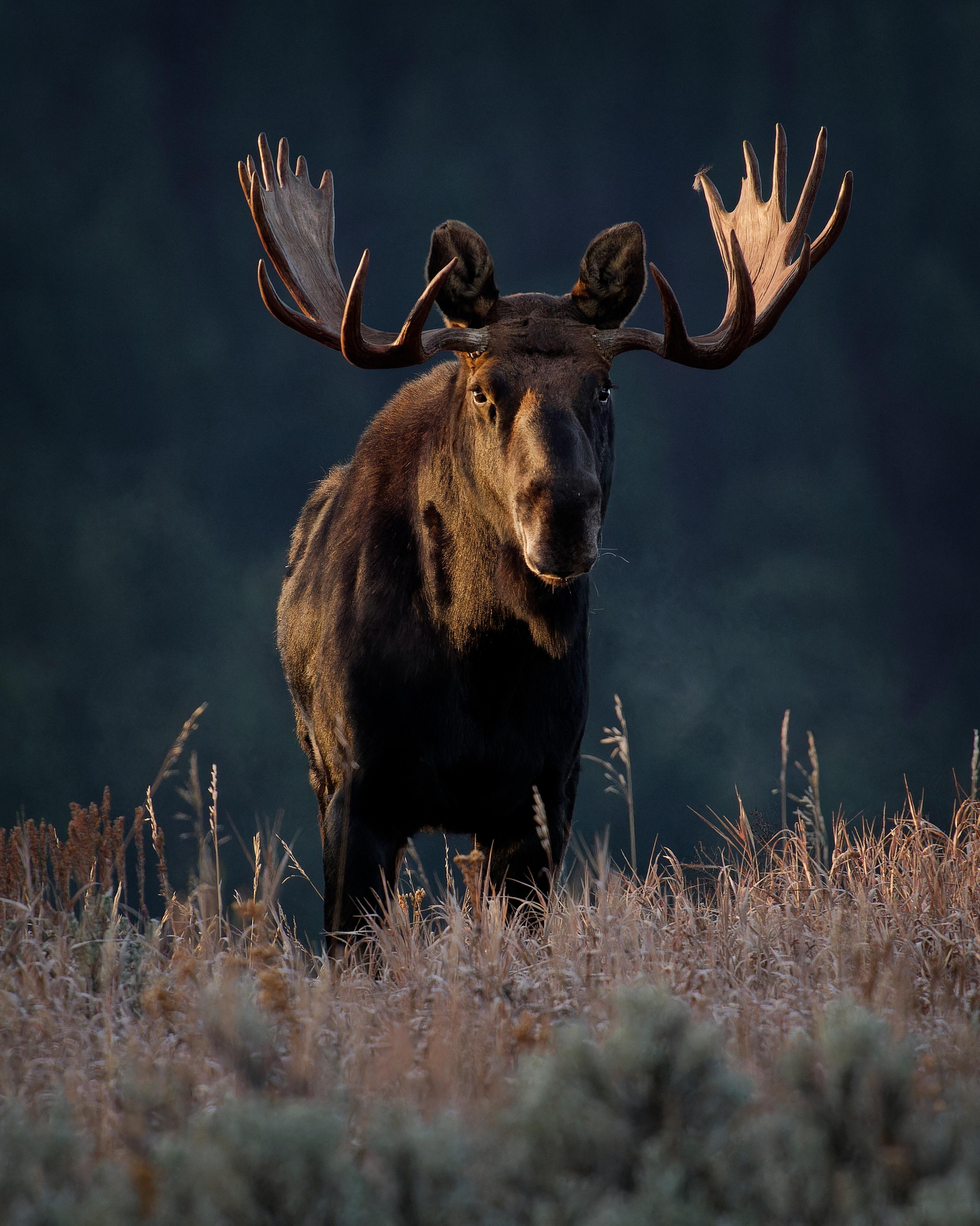 Moose in the Tetons