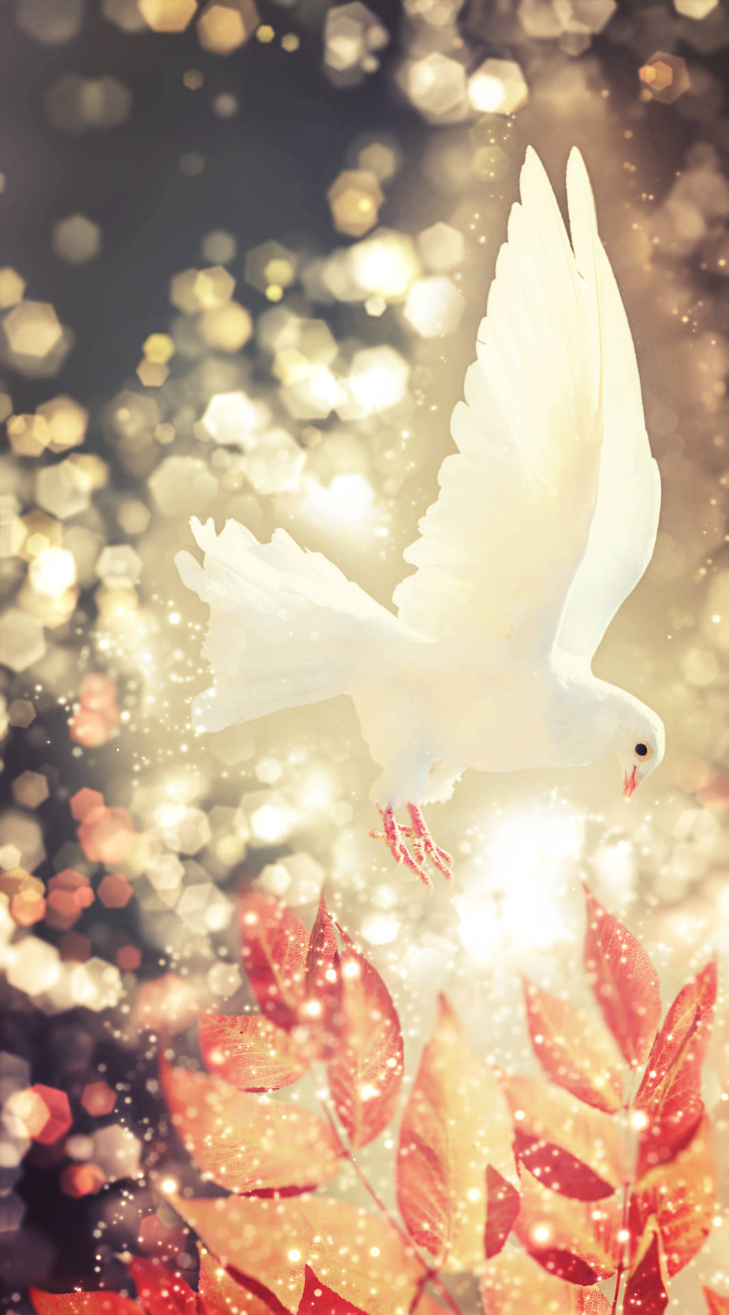 Download White Dove Bokeh And Autumn
