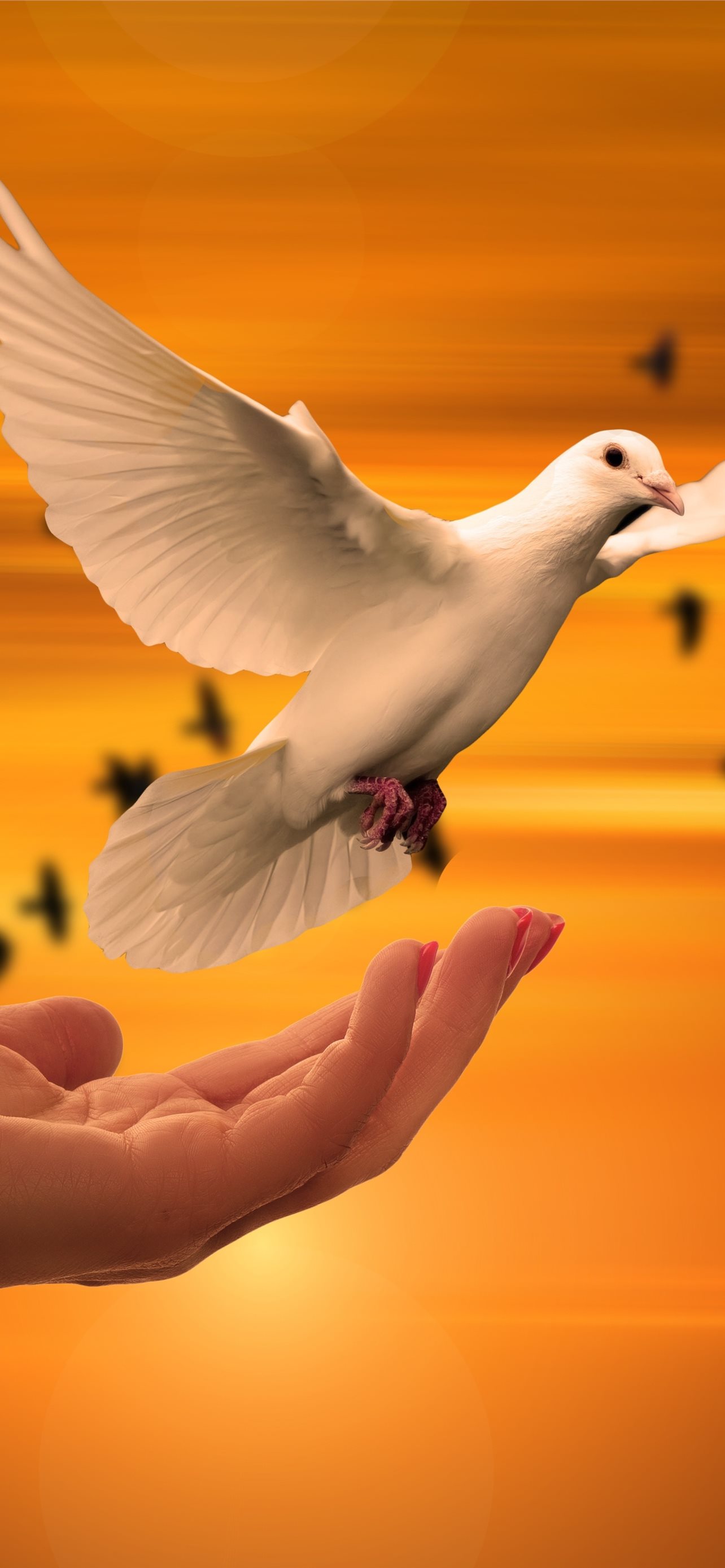 Best Dove iPhone HD Wallpaper