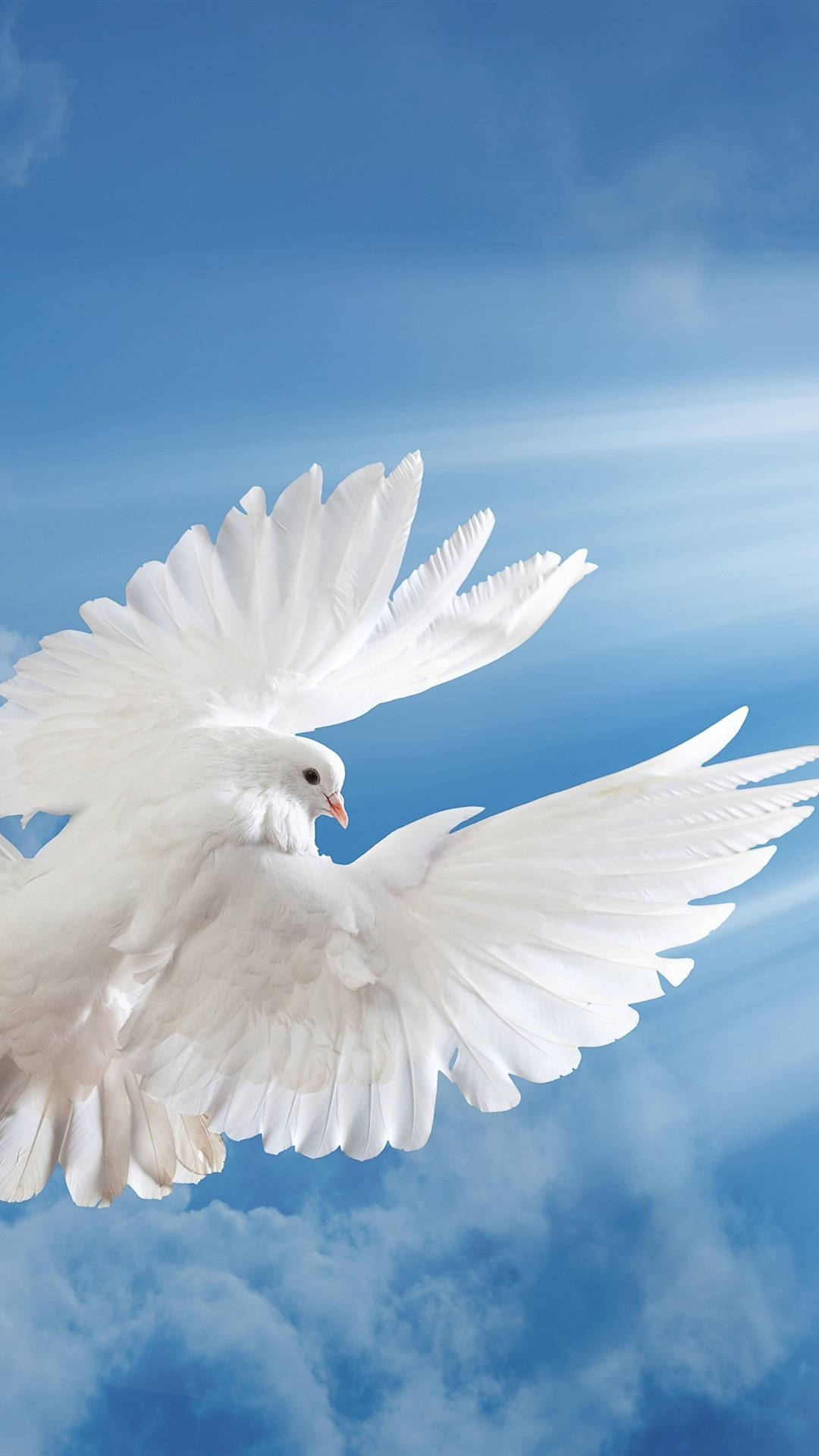 Download Flying White Dove Back Angle