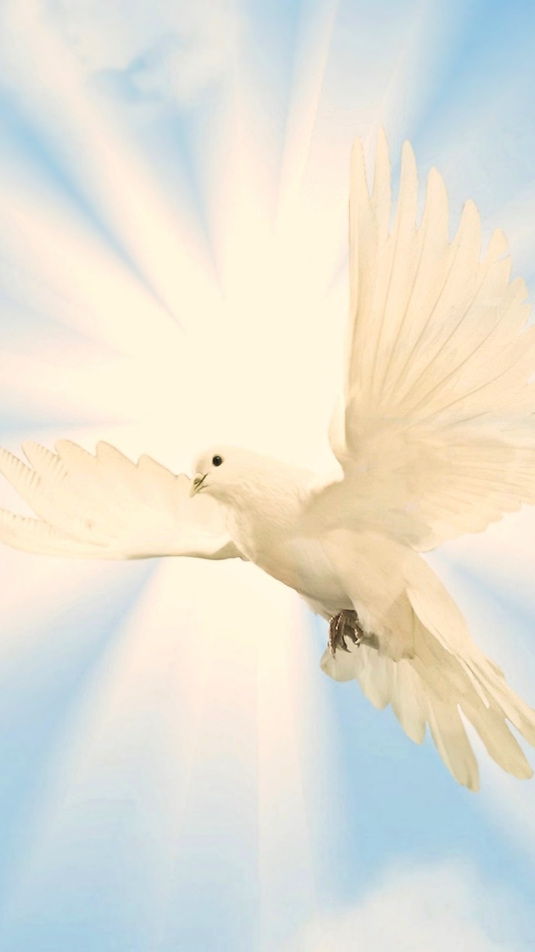 Dove iPhone 6, iPhone 6S