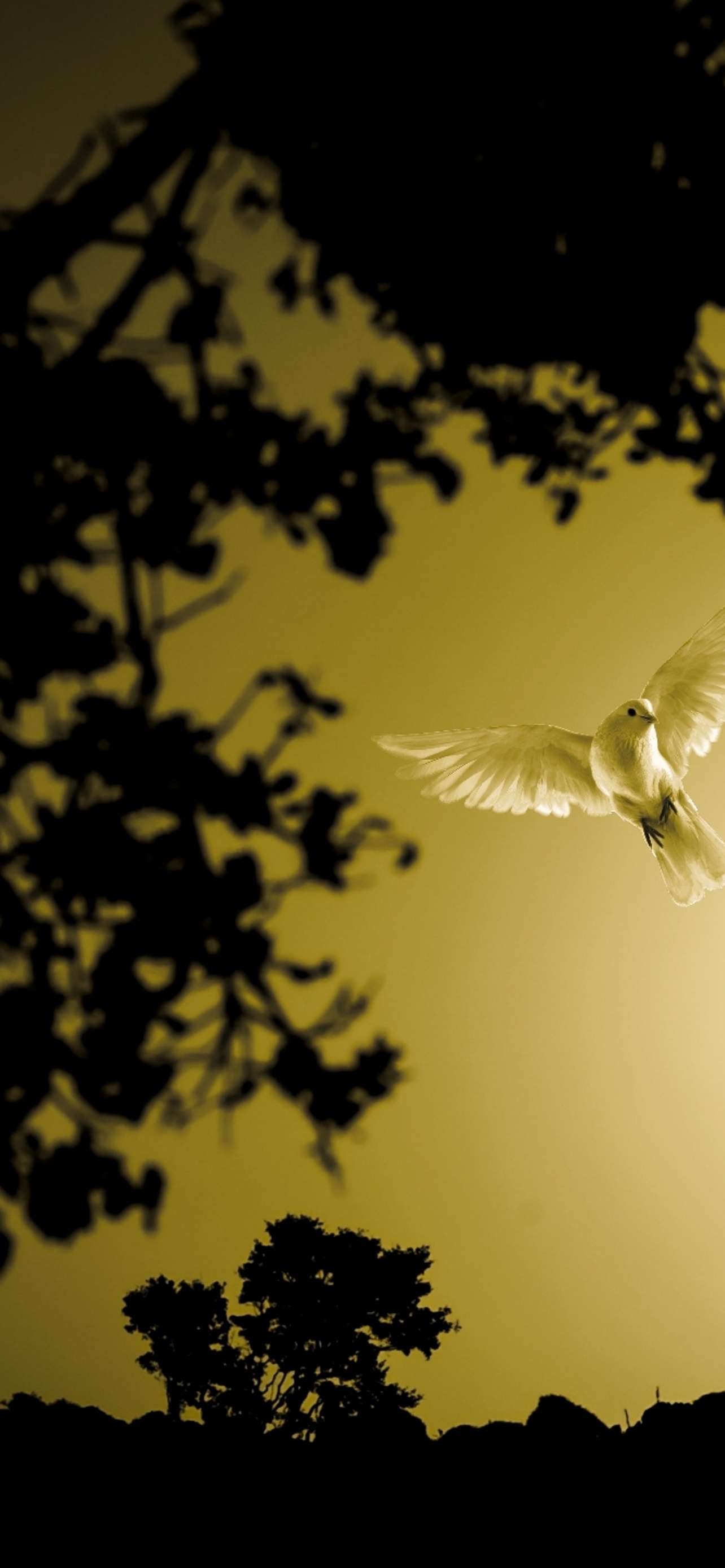 Dove Wallpaper 4K, Flying bird, Sunset