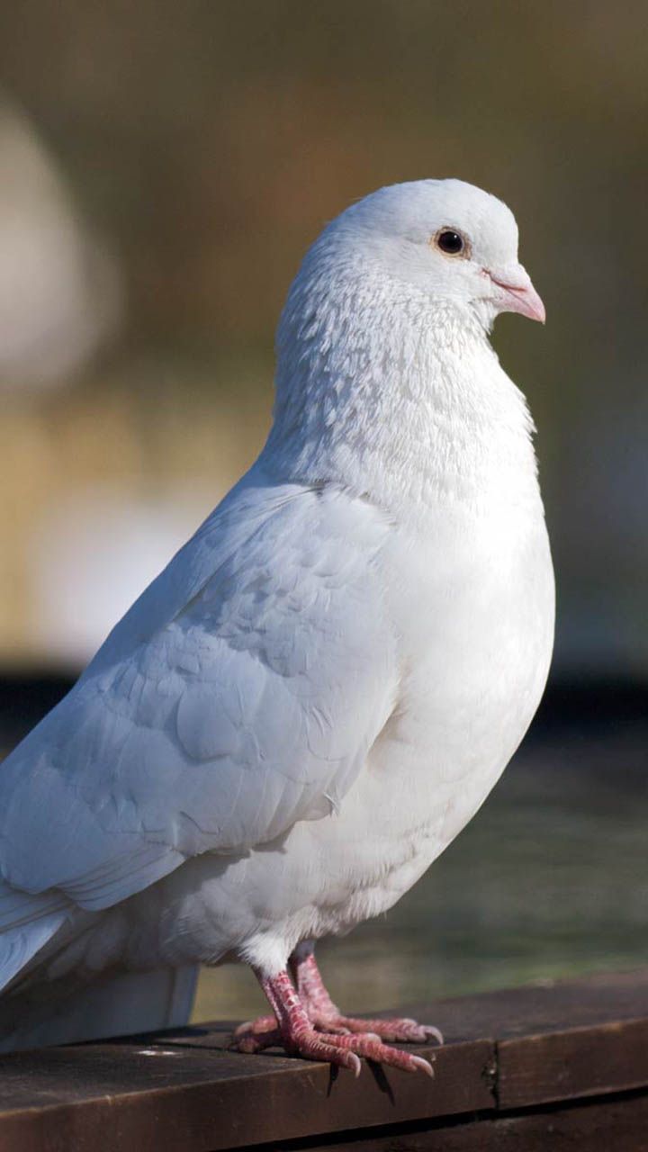 Rare White Dove on Wooden Fence