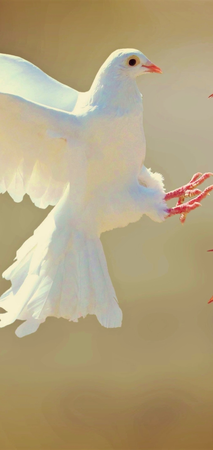 Dove iPhone Wallpaper