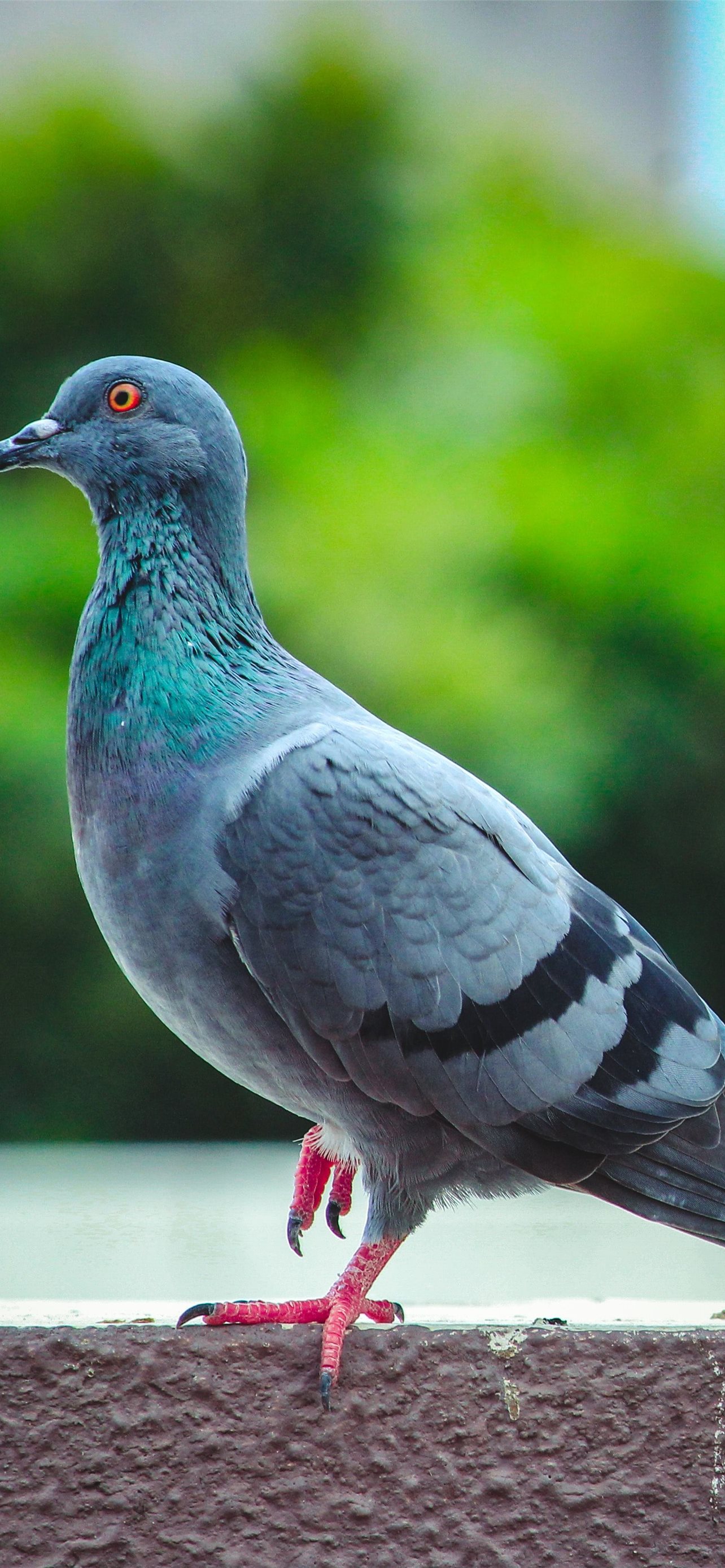 rock dove iPhone Wallpaper Free Download