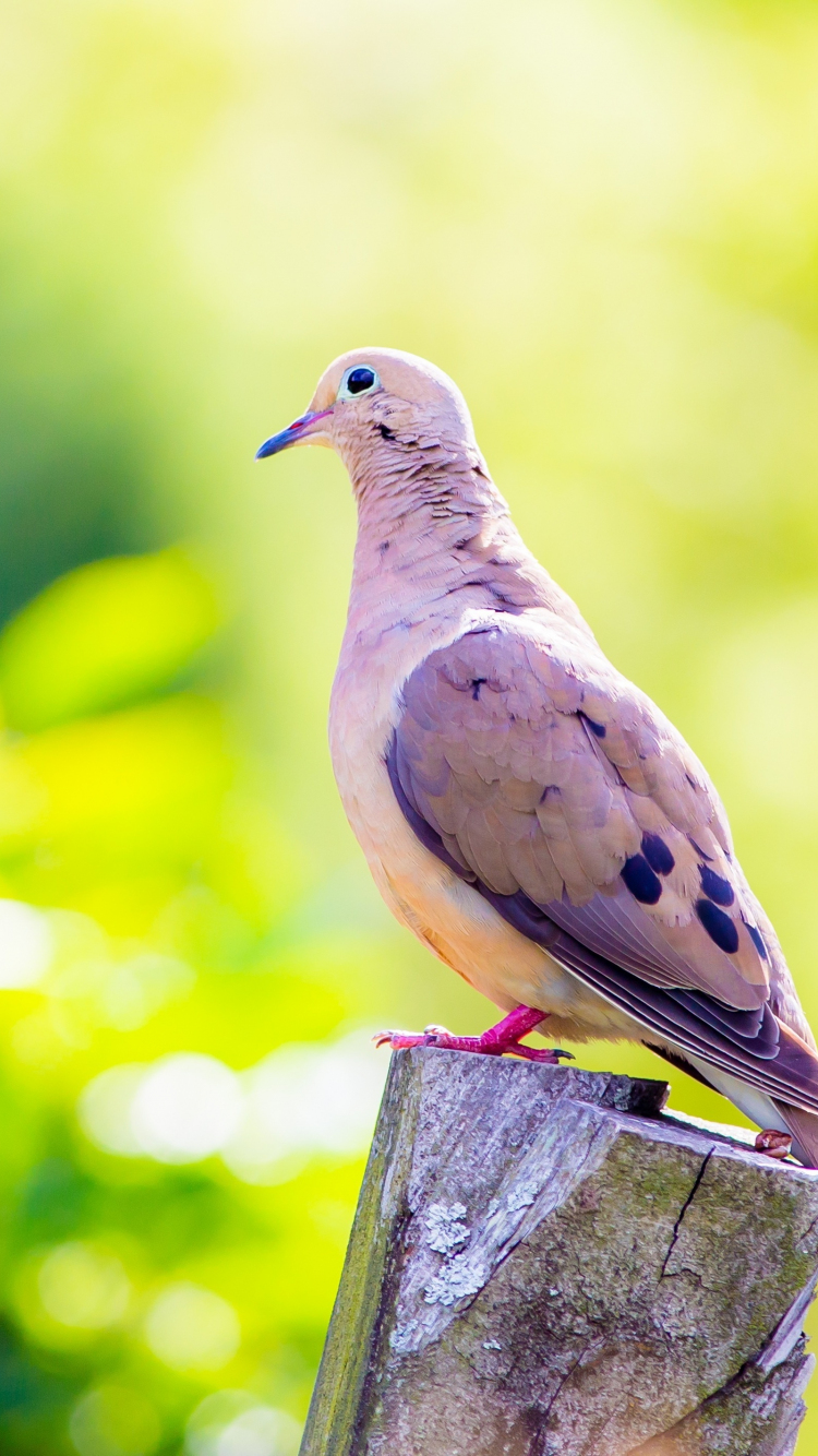 Download wallpaper 750x1334 dove, calm