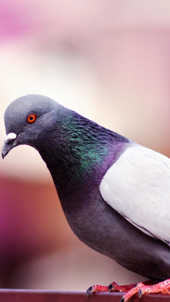 Pigeons and Doves Wallpaper