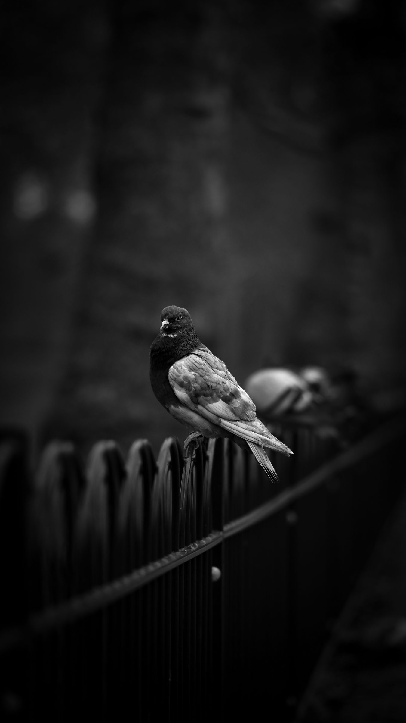 wallpaper 1350x2400 dove, pigeon, bw