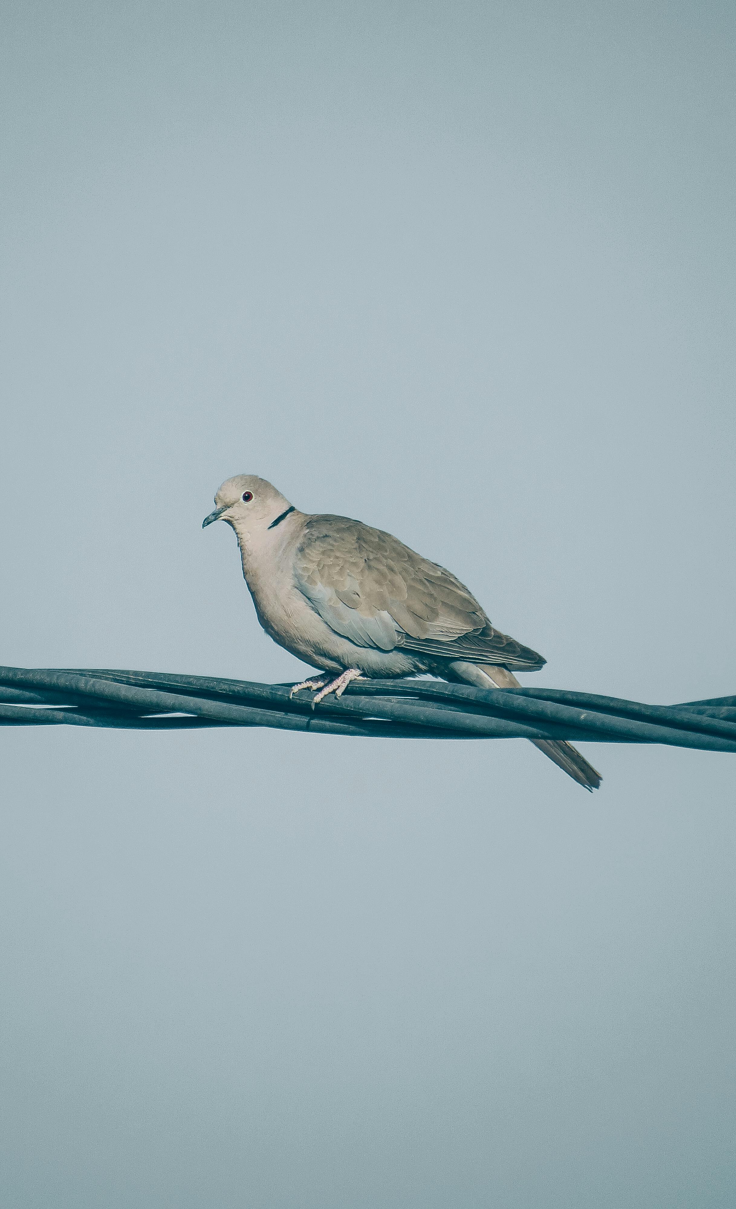 Eurasian Collared Dove Photo, Download