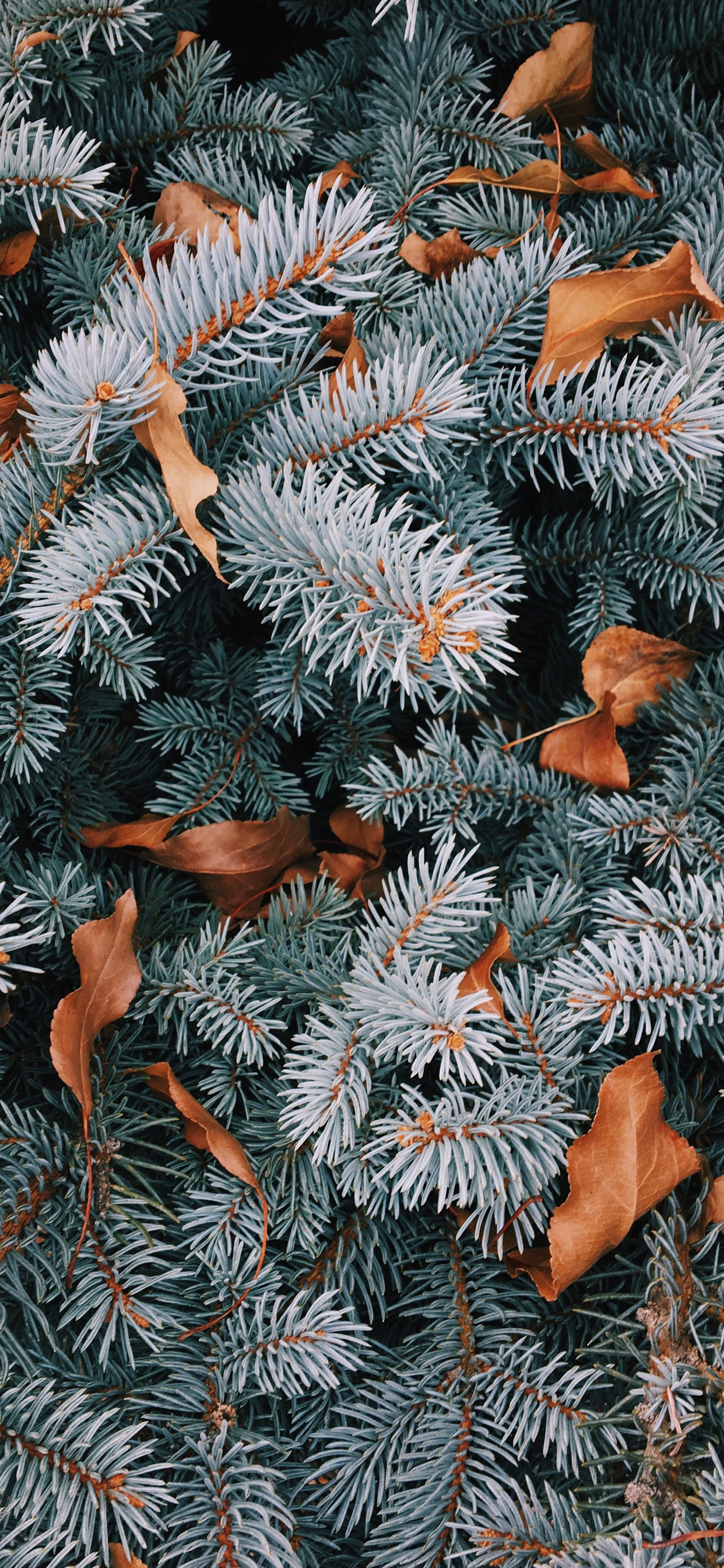 iPhone Cute Christmas Wallpaper