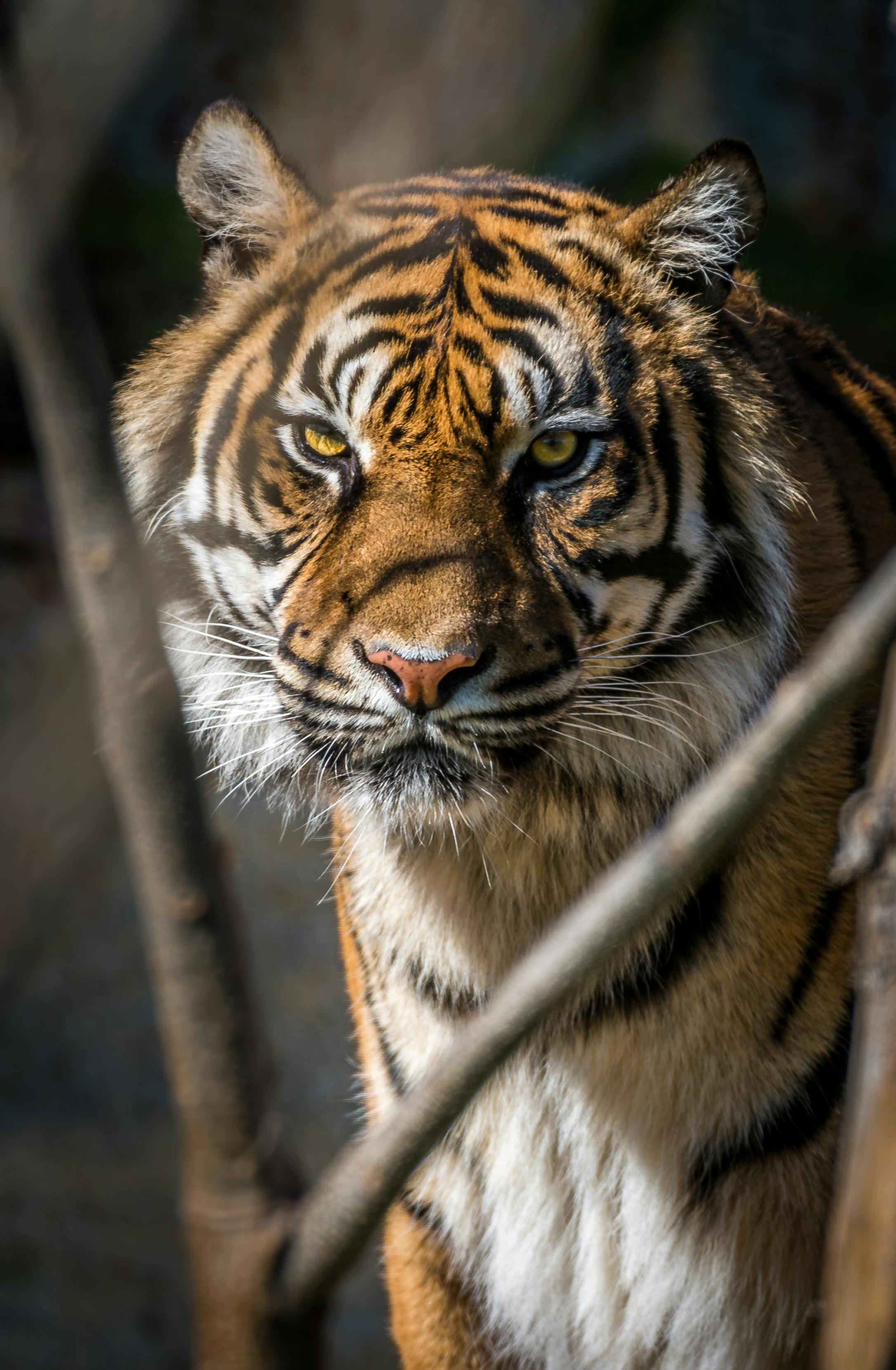 Tiger Looking Ferocious · Free