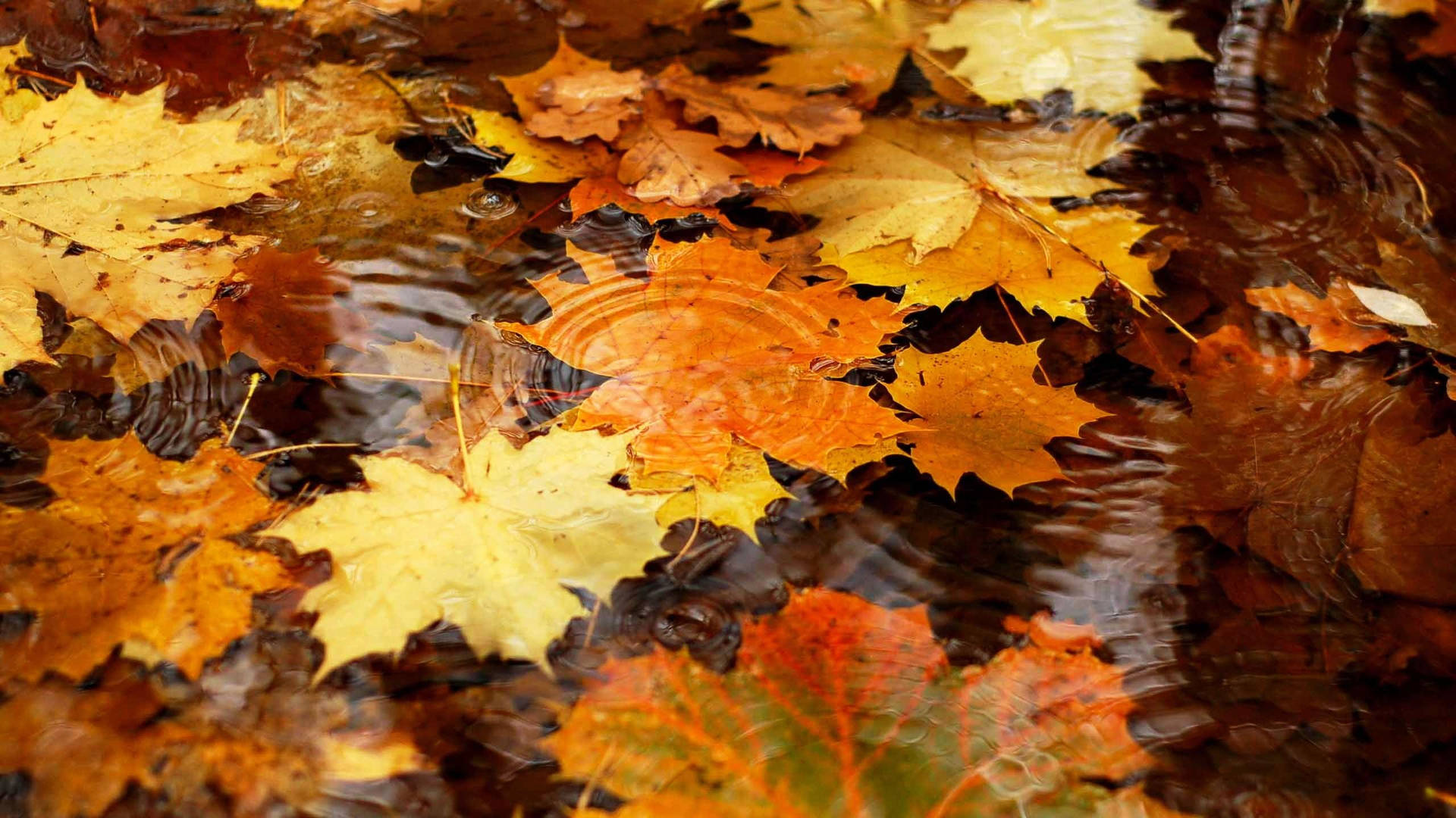 Download 2560x1440 Fall Maple Leaves On