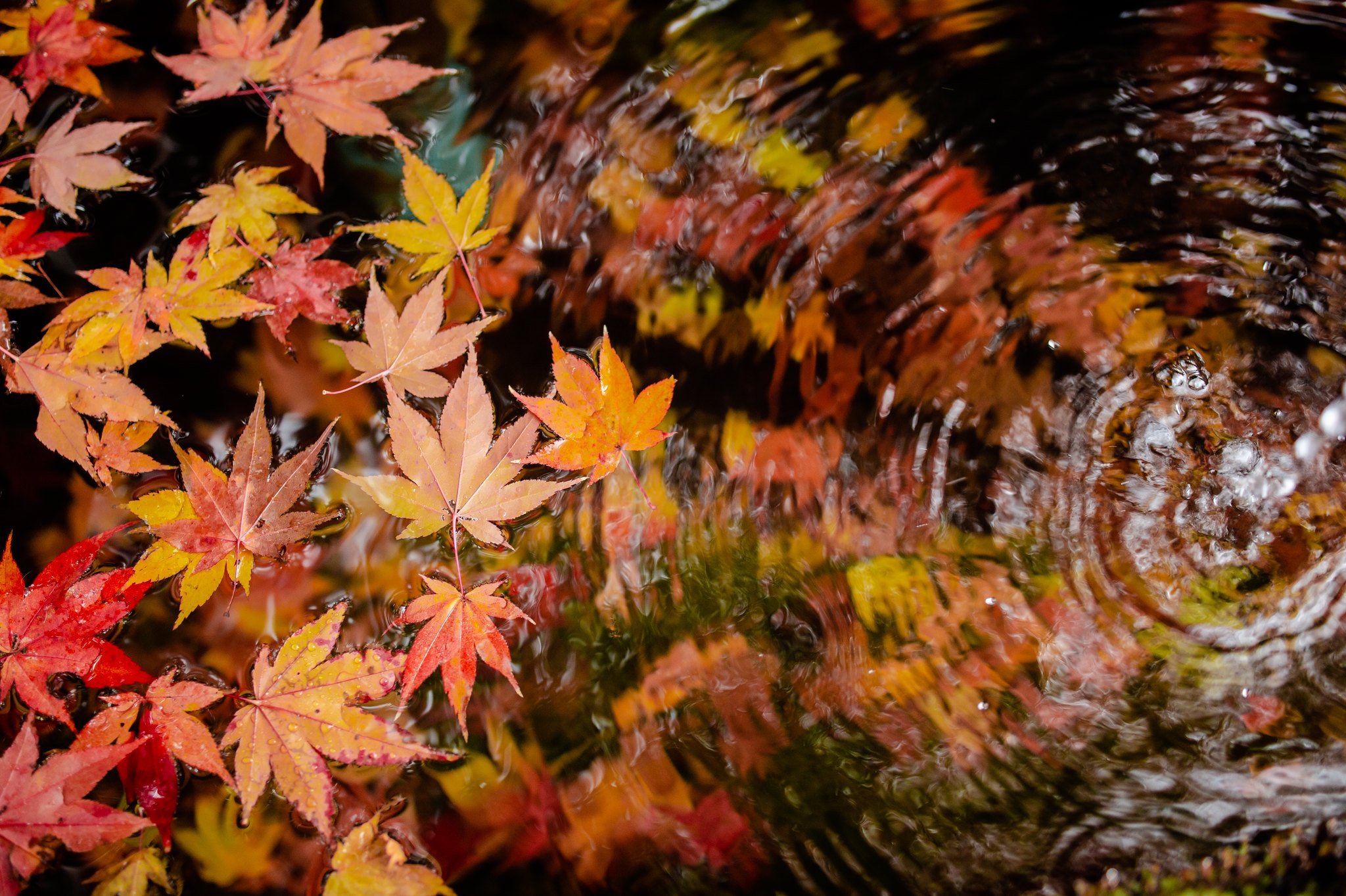 Wallpaper autumn, leaves, water