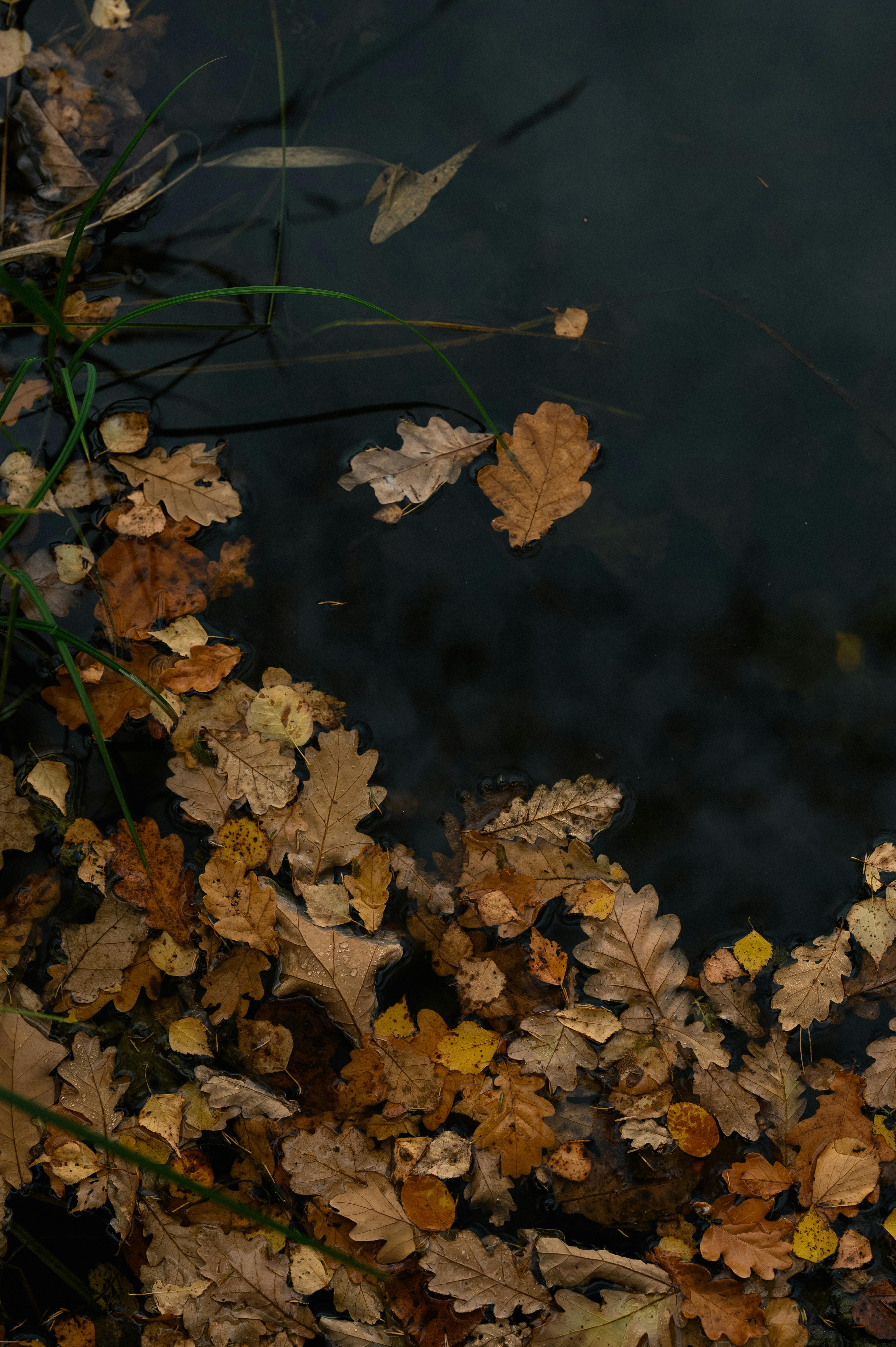 Autumn Leaves on Water · Free