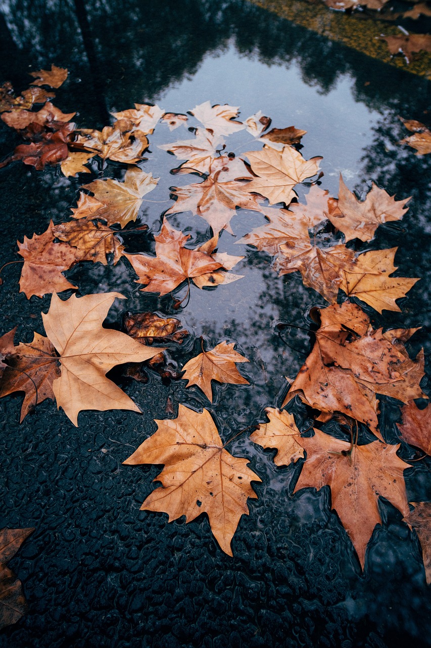 Autumn Leaves Water