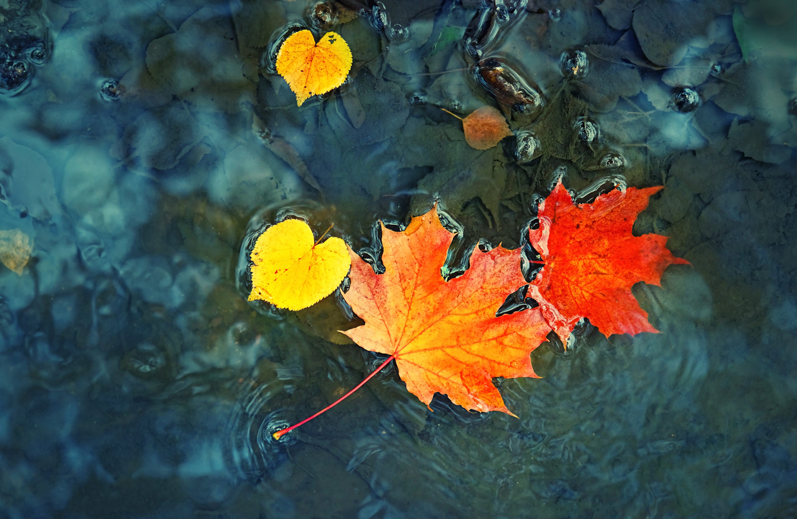 Download wallpaper autumn, leaves