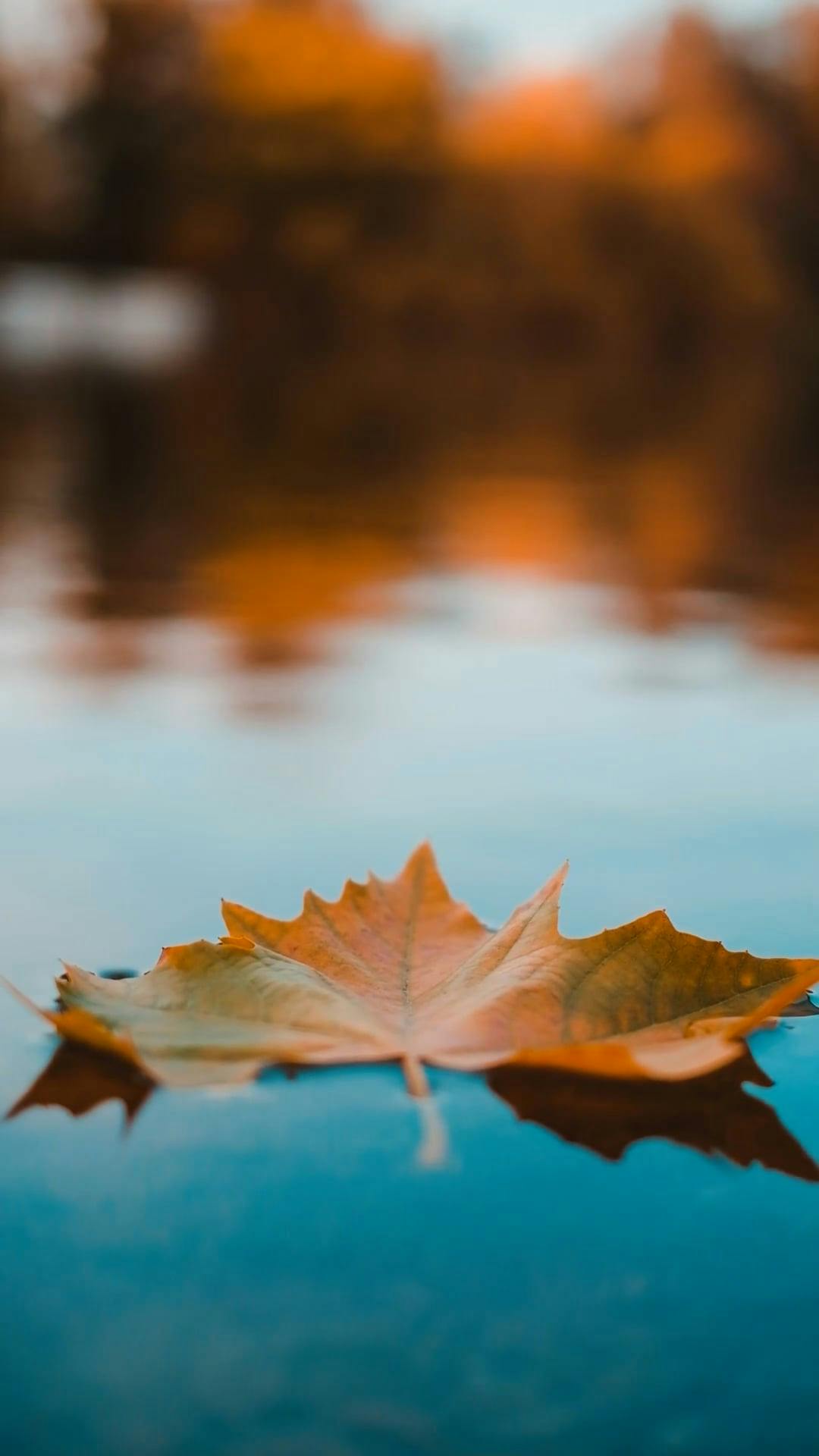 Autumn Leaf Floating on Water Free