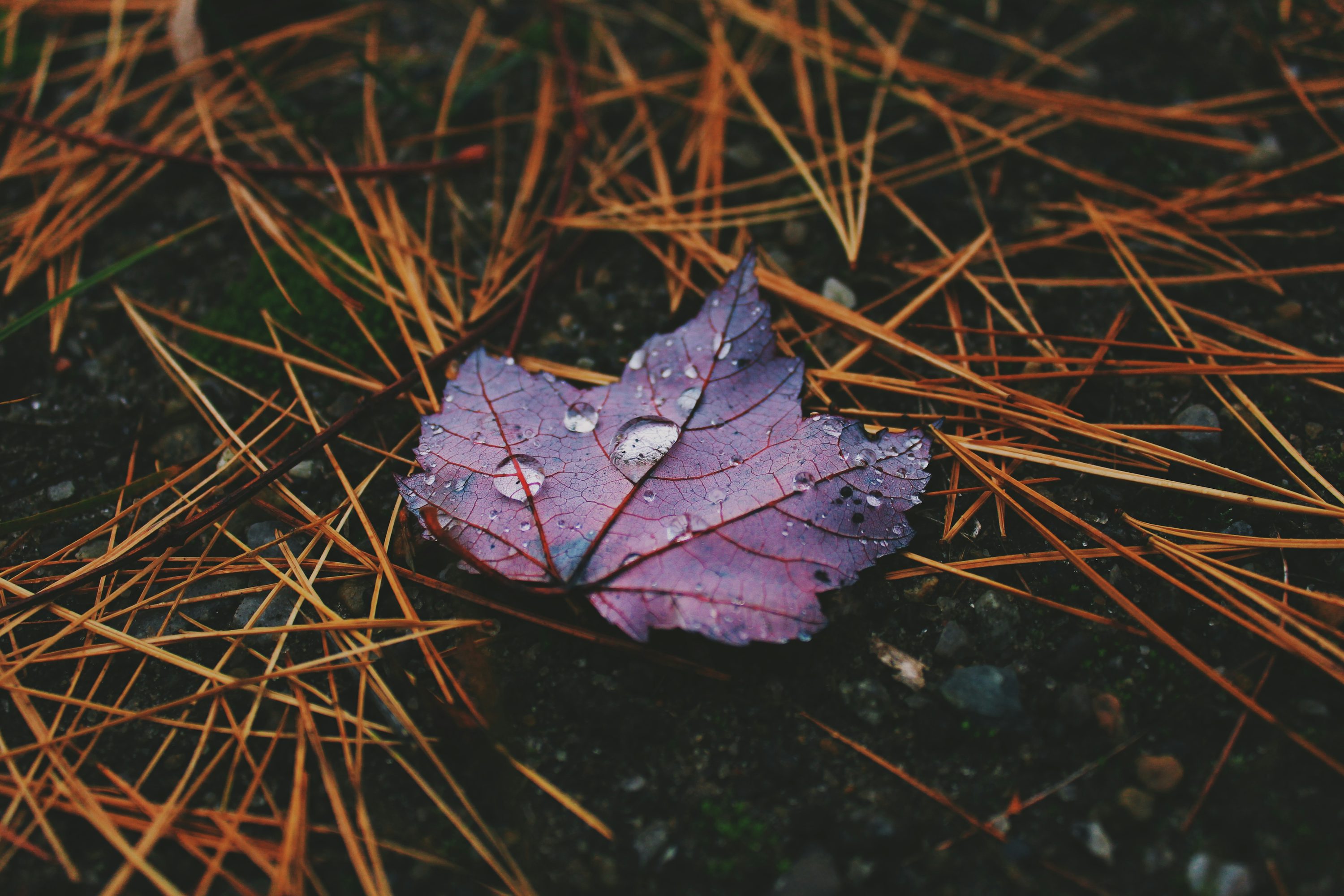 Red plant leaf with water droplets
