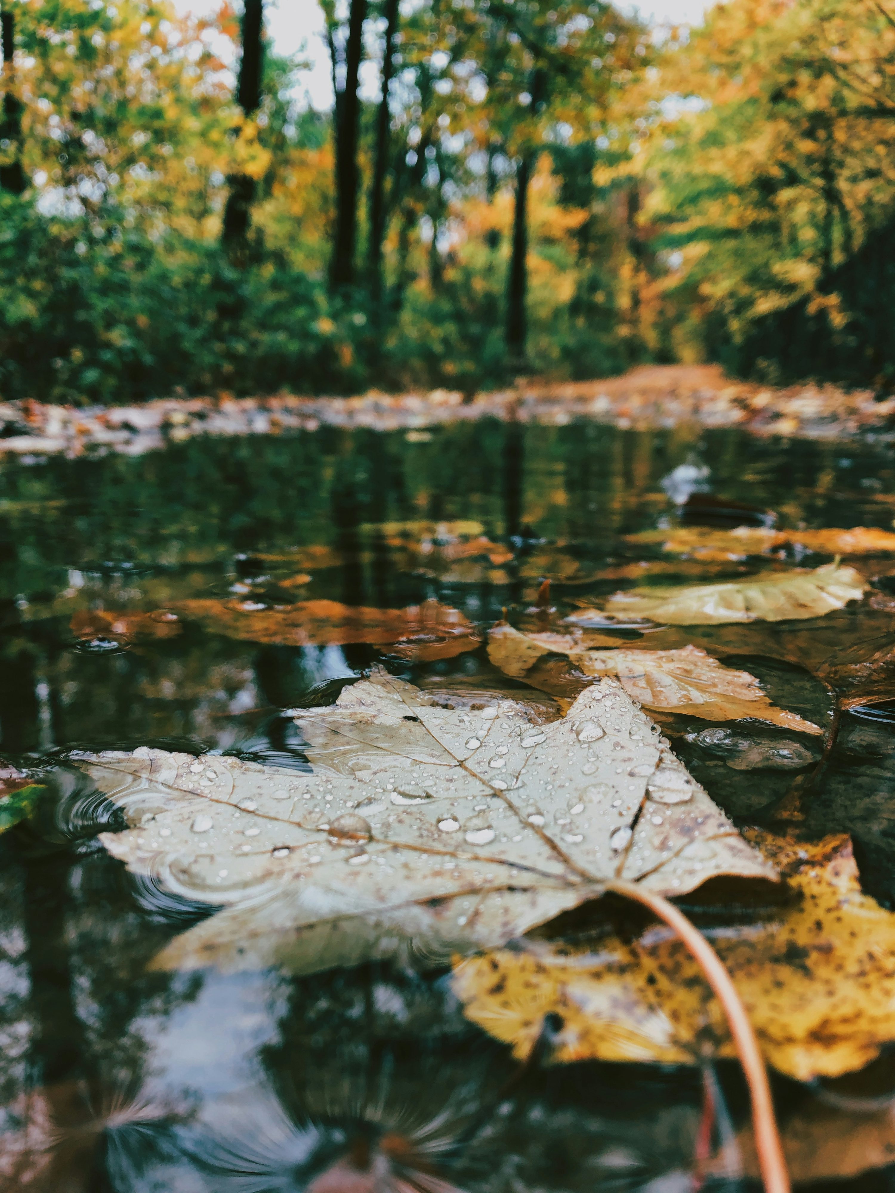 Selective photo of leaves in body