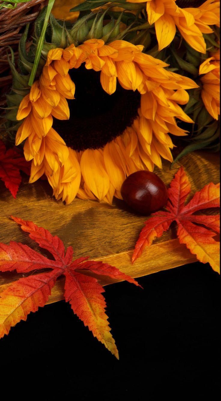 iPhone 15 Pro Max Autumn Wallpaper