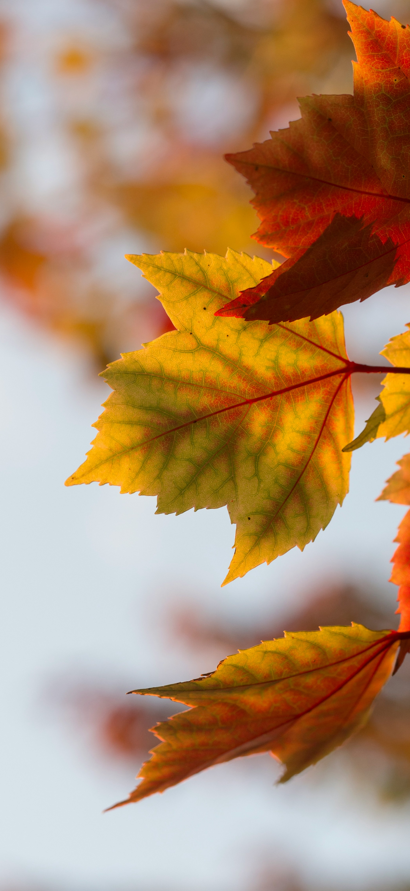 Exact resolution wallpaper for iPhone 16 Pro Max