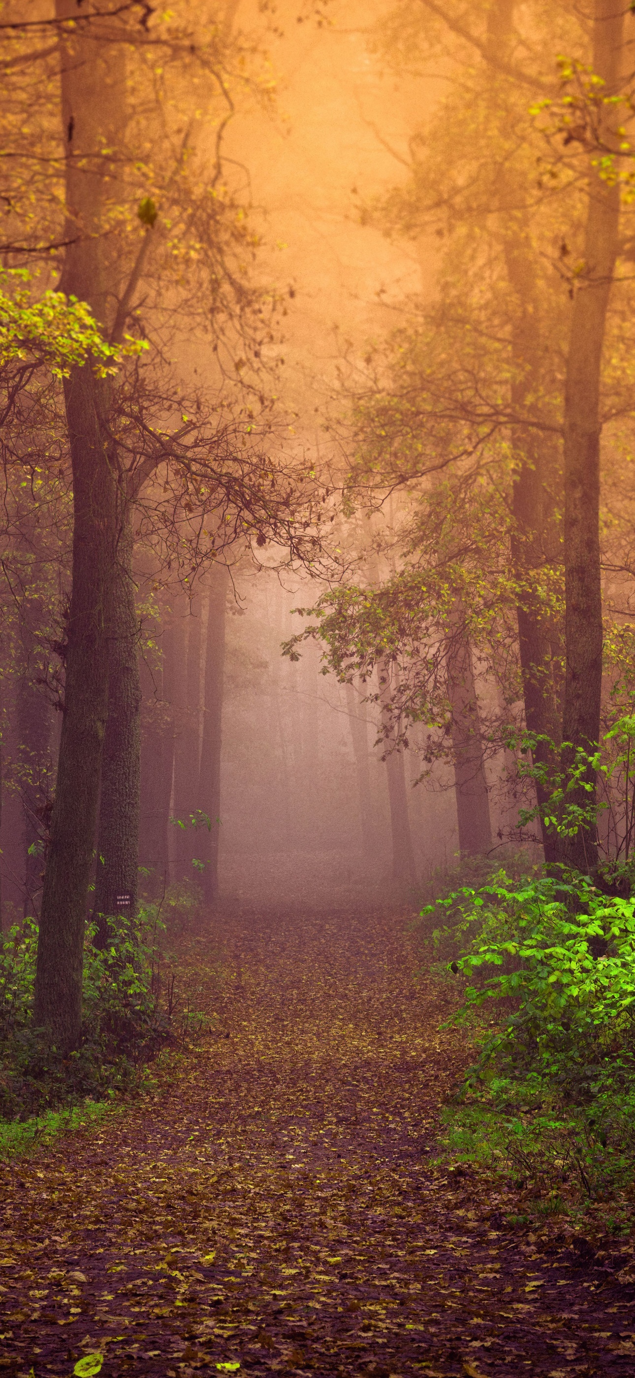 Autumn Wallpaper 4K, Mist, Forest, Path