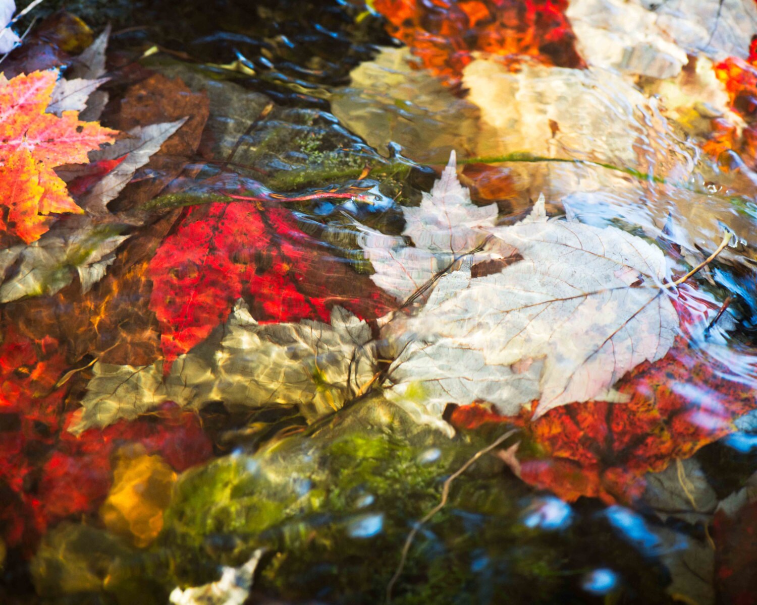 Colorful Autumn Leaves in Stream