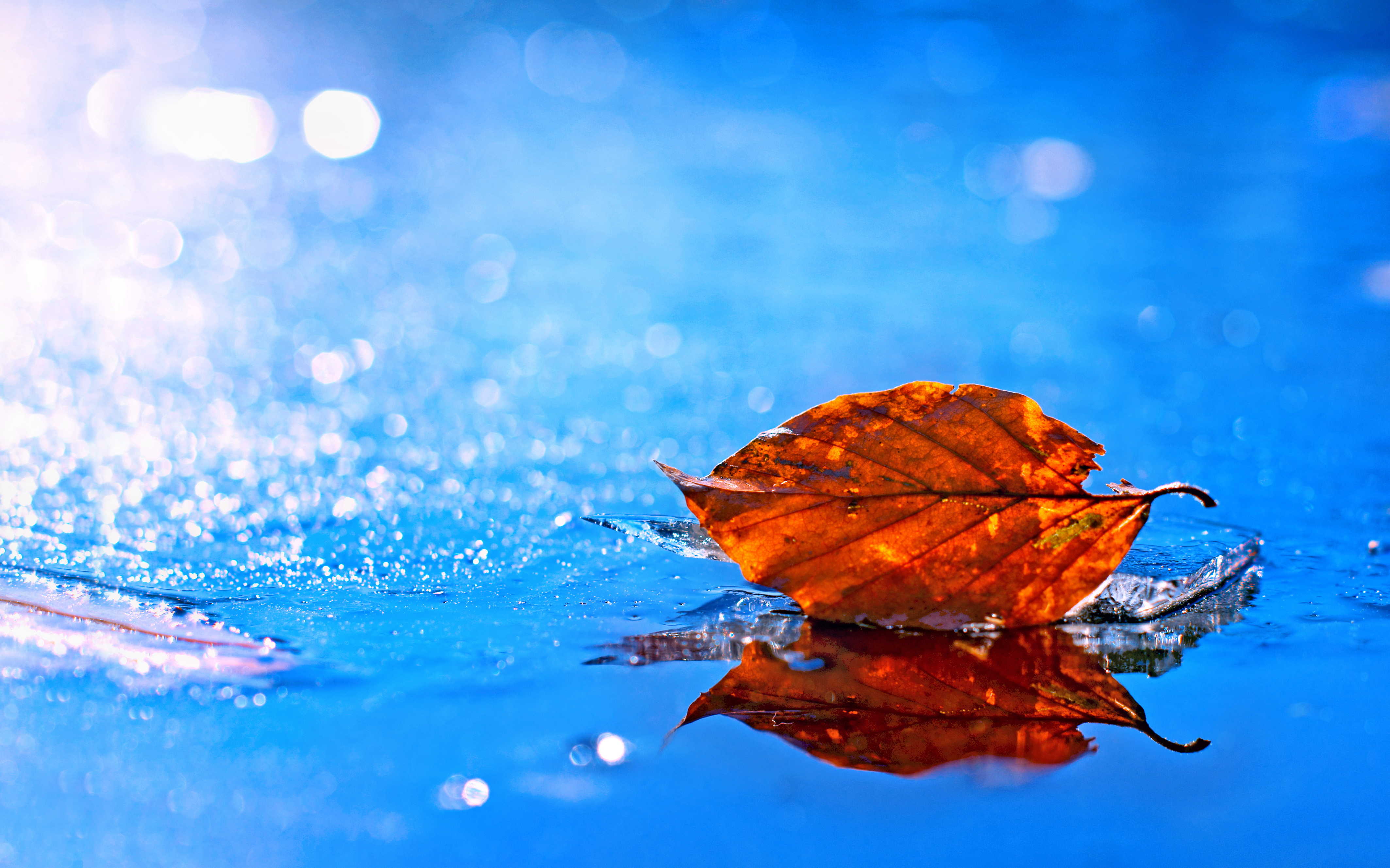 Nature Leaf 4k Ultra HD Wallpaper