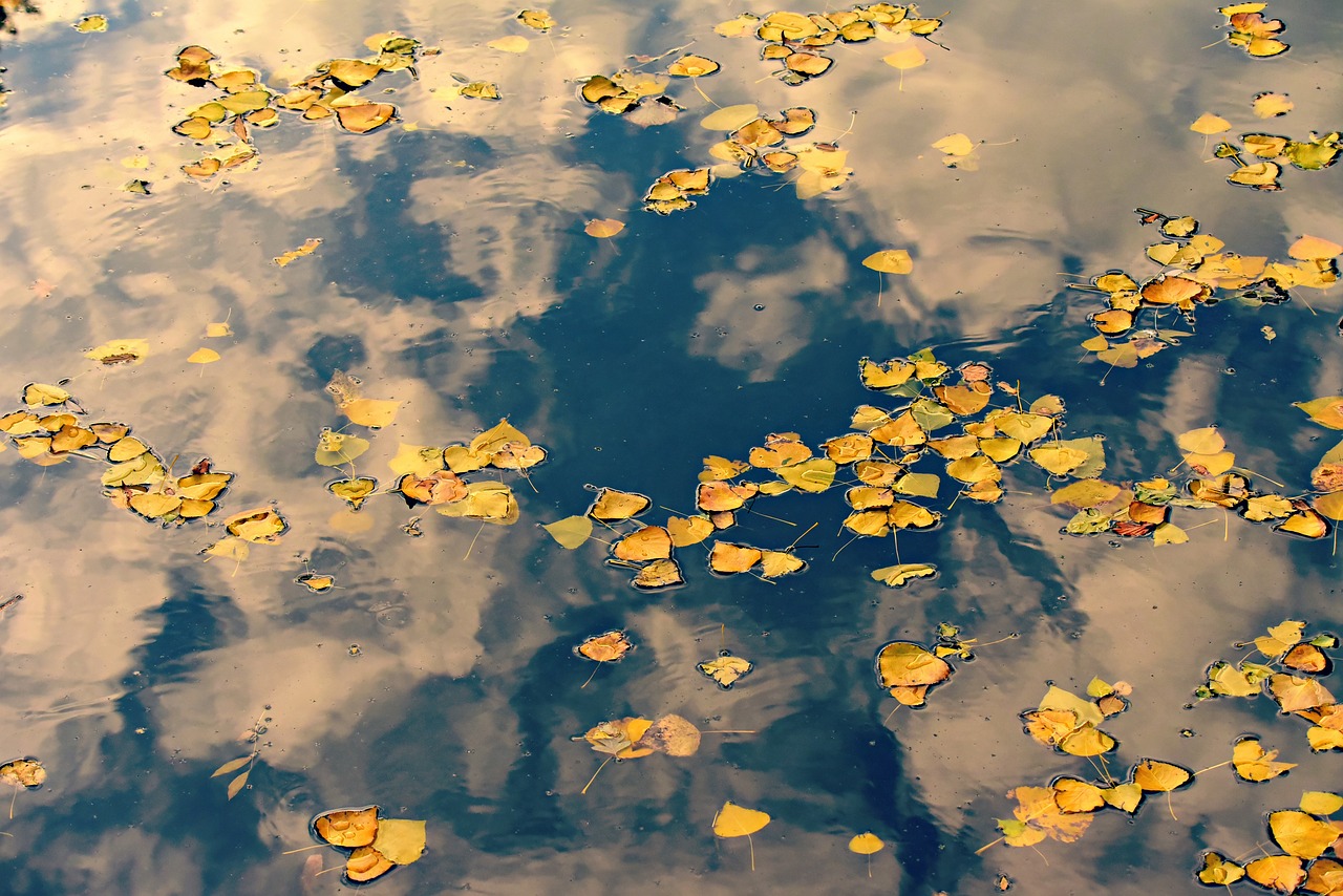 Autumn Leaves Water Cloud photo