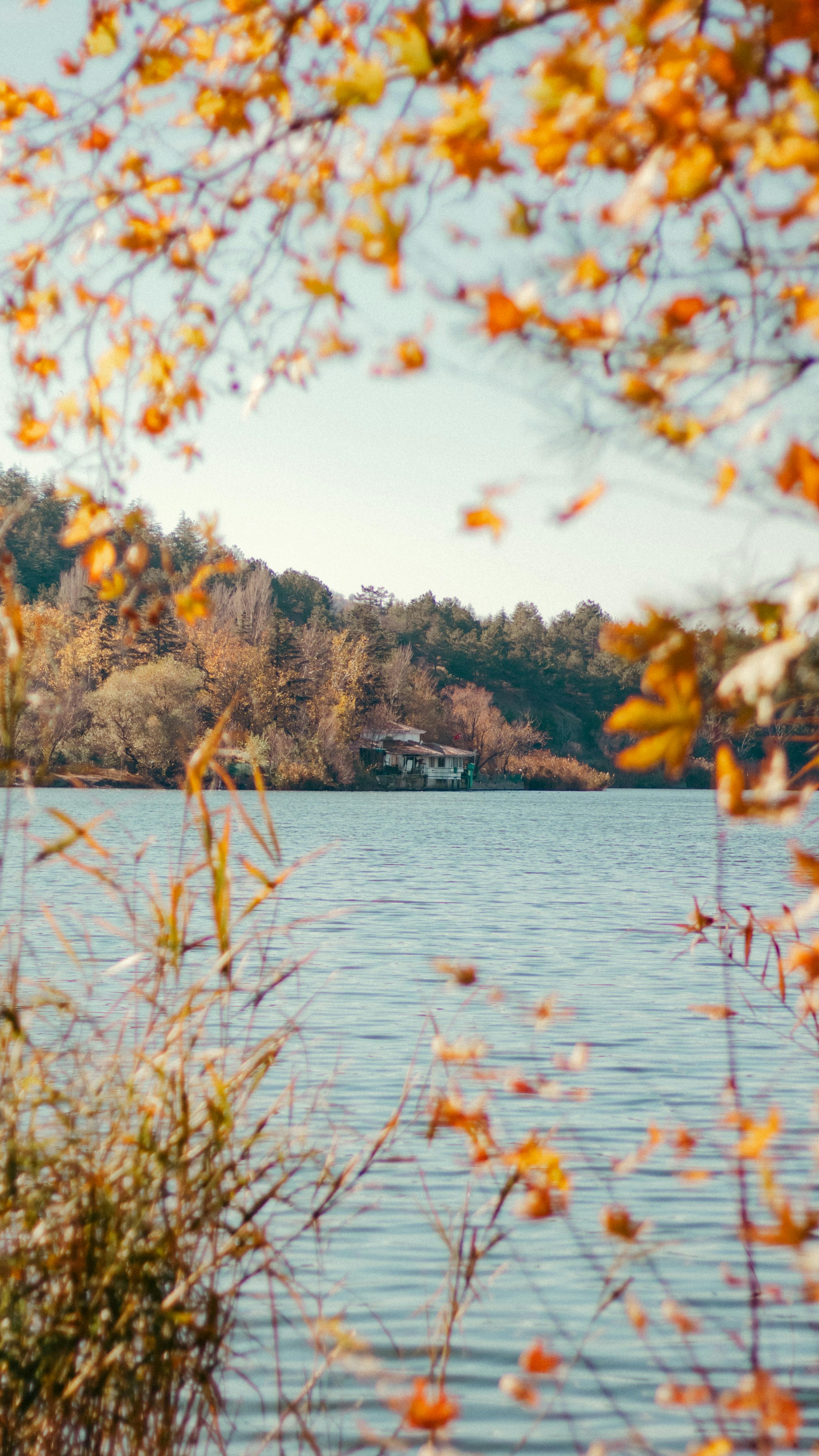 River behind Autumn Leaves · Free