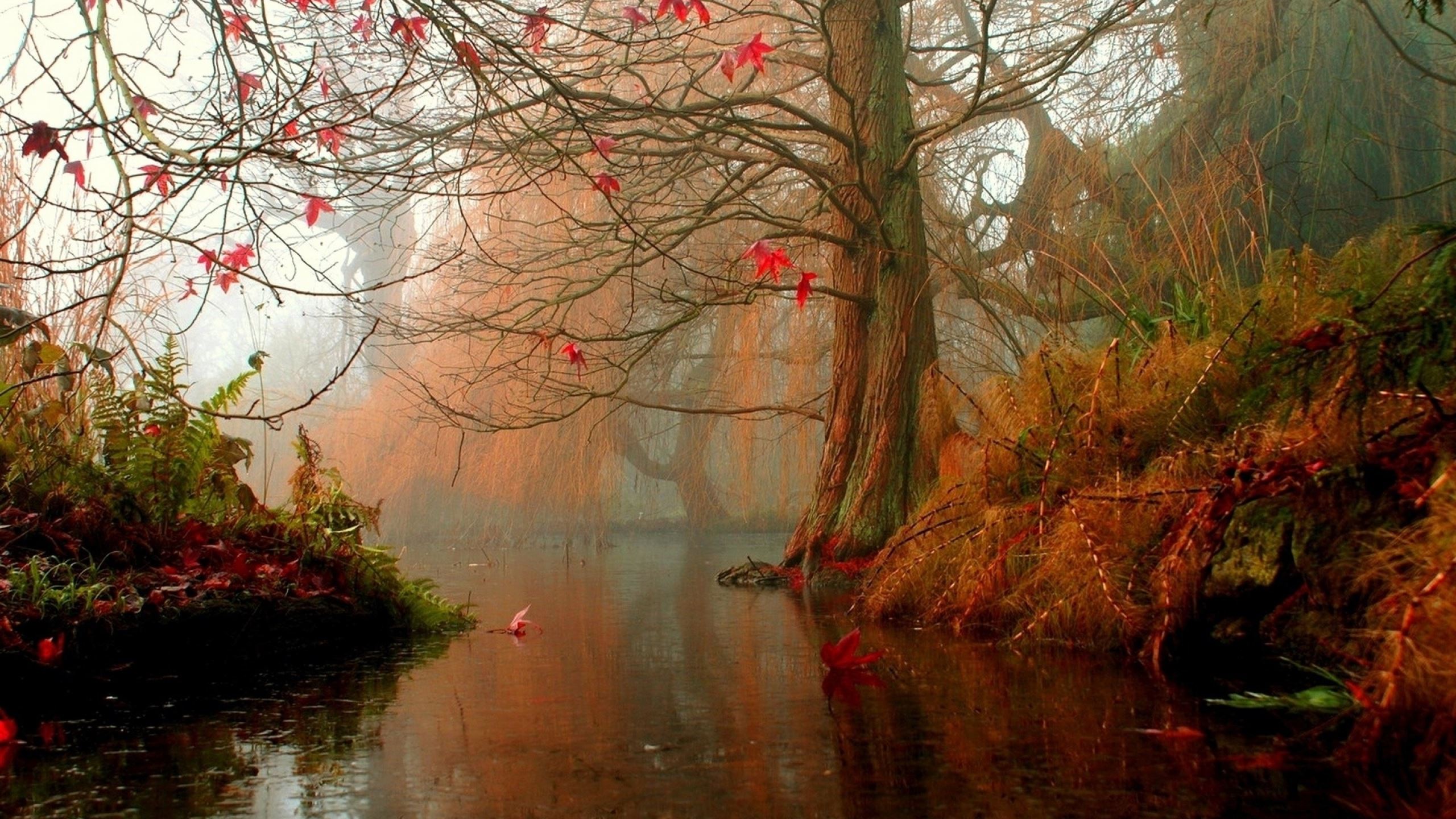 Nature Trees Autumn Rivers MacBook Pro Wallpaper Download