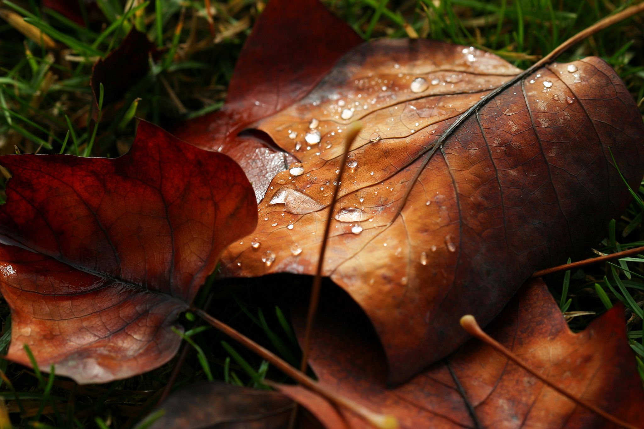 Wallpaper leaves, water, macro, Rosa