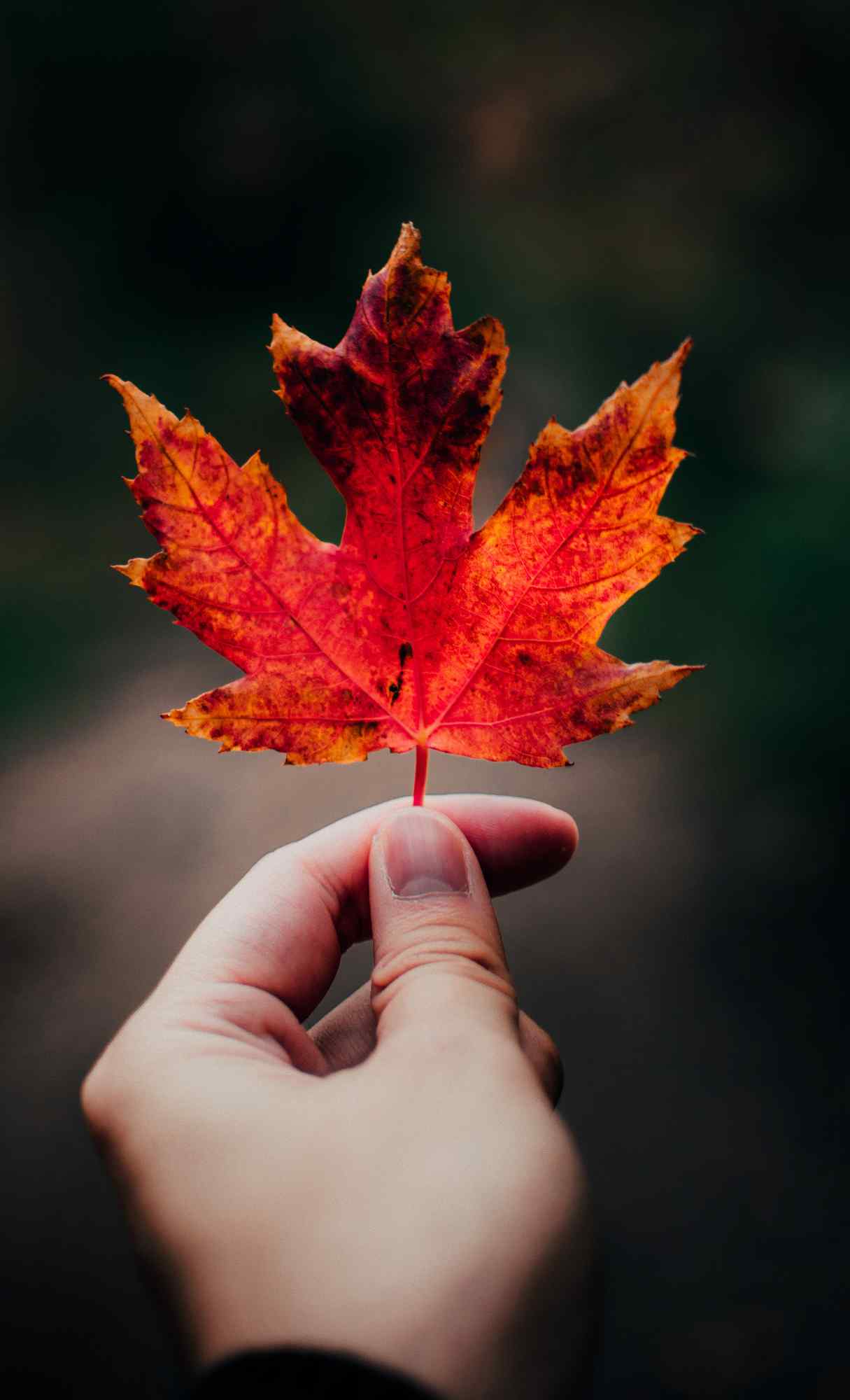 Fall Wallpaper for iPhone