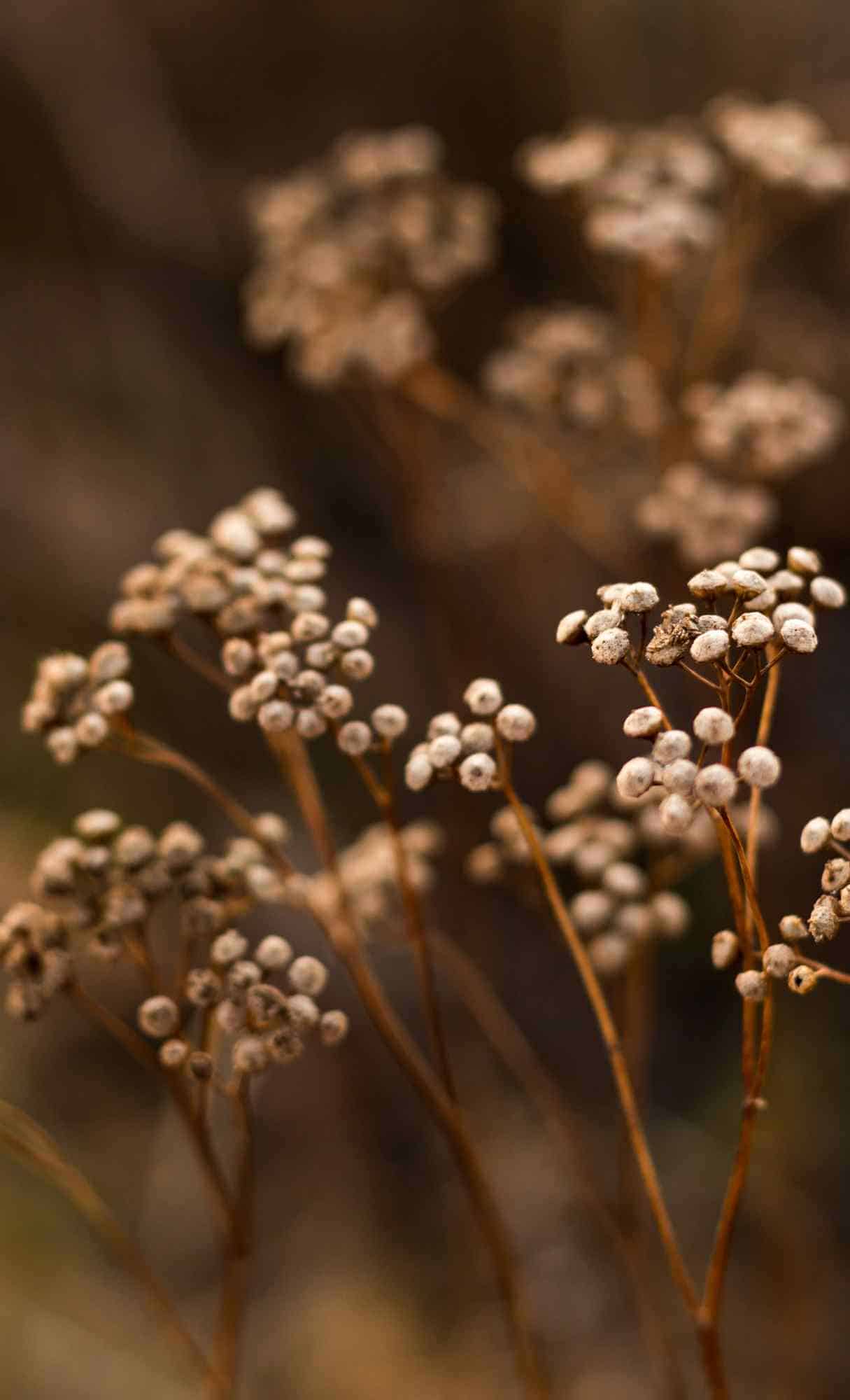 Fall Wallpaper for iPhone Download Best Autumn Wallpaper