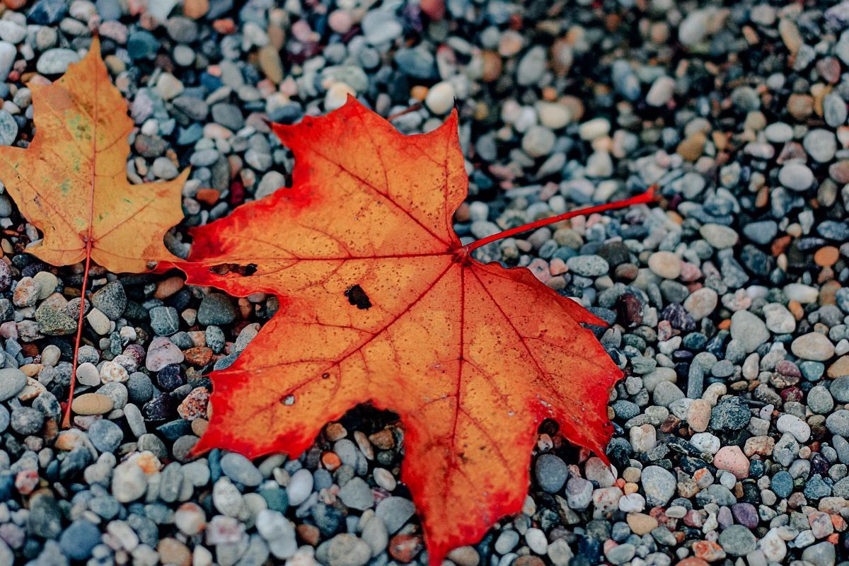 From Falling Leaves in Wallpaper Wizard