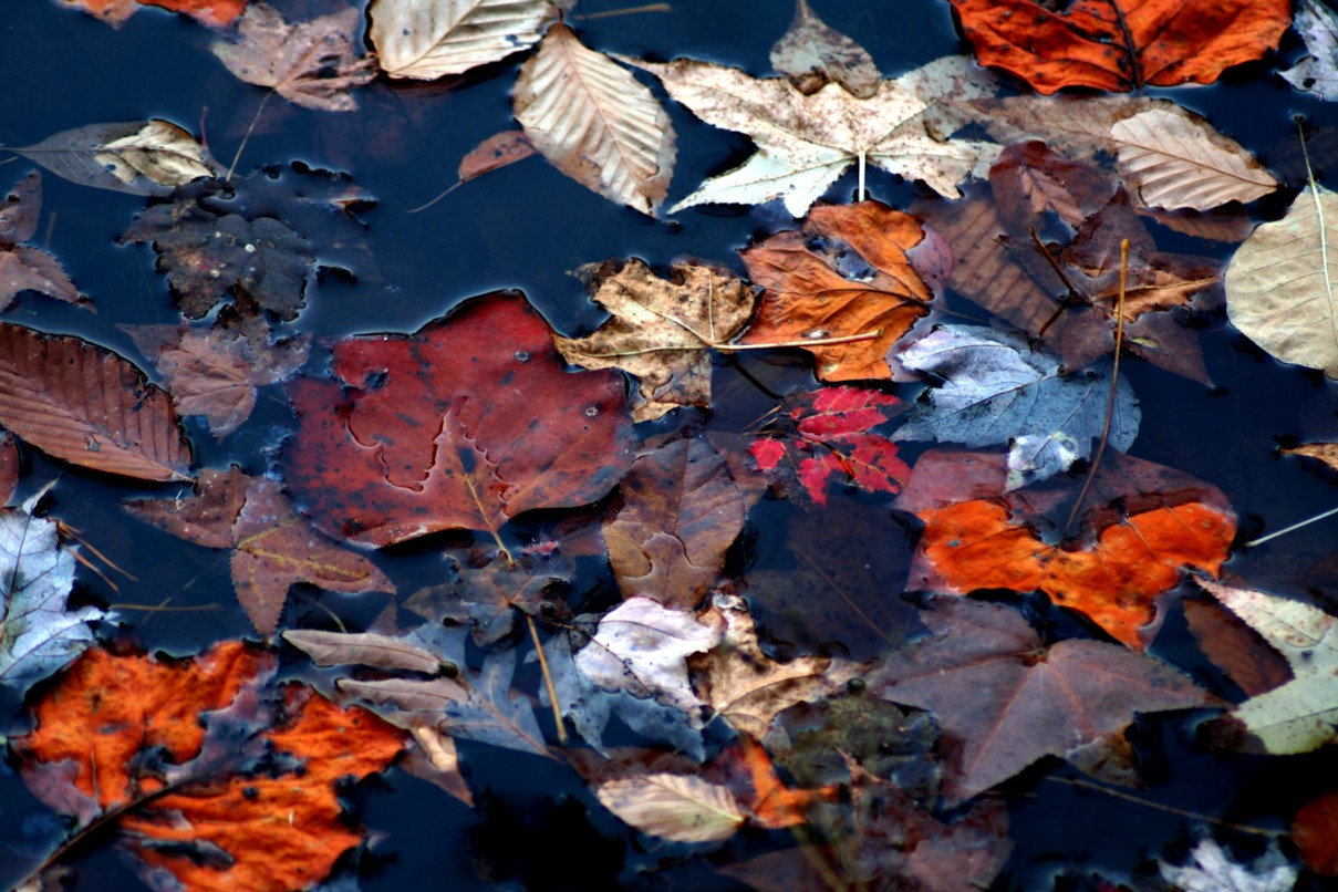 Autmun Leaves Water ForestWander