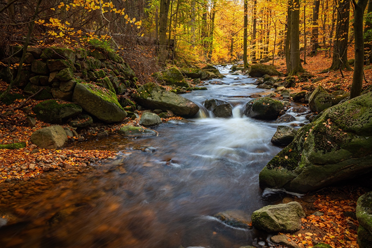 Wallpaper Foliage Autumn Nature Moss