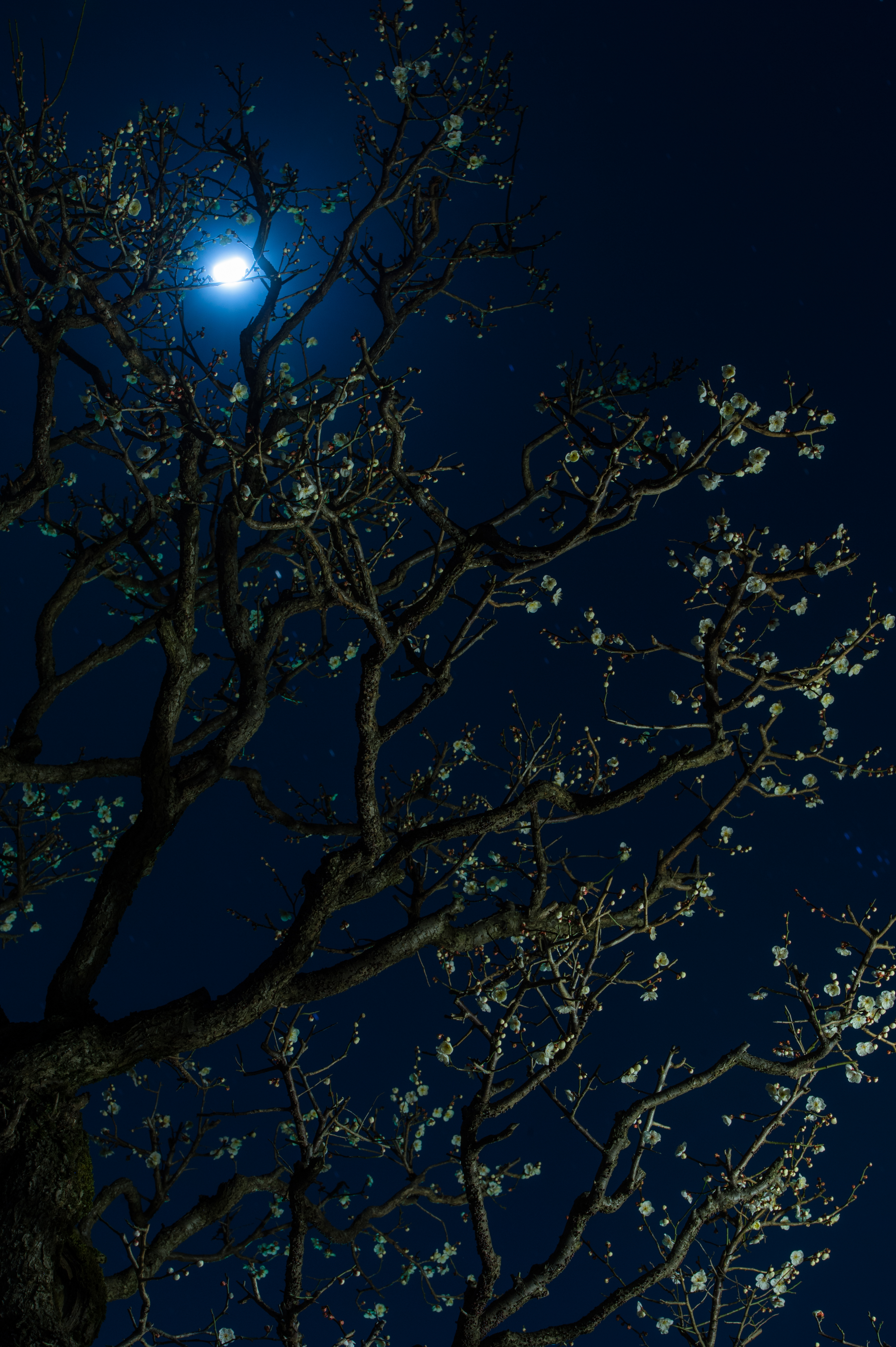 Mobile wallpaper: Moon, Wood, Tree
