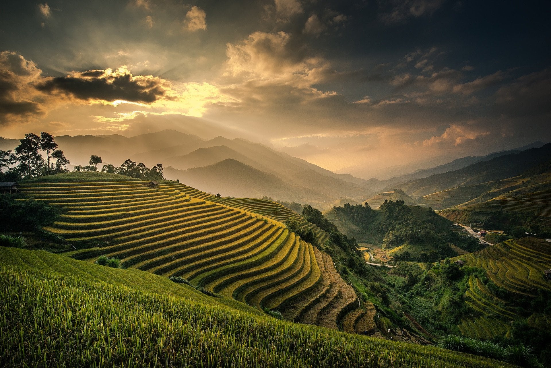 Rice Paddies