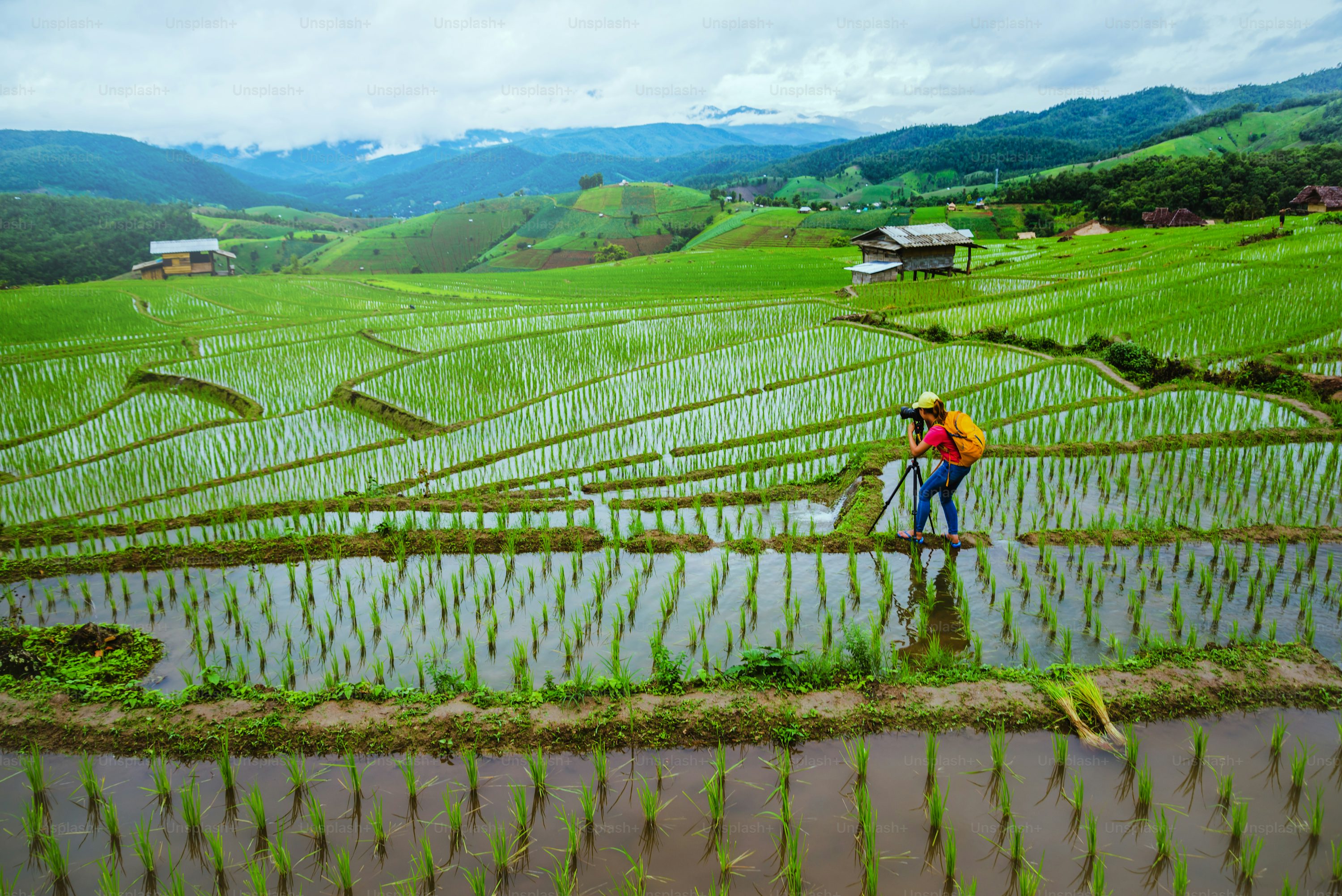 Rice Field Picture [HD]. Download