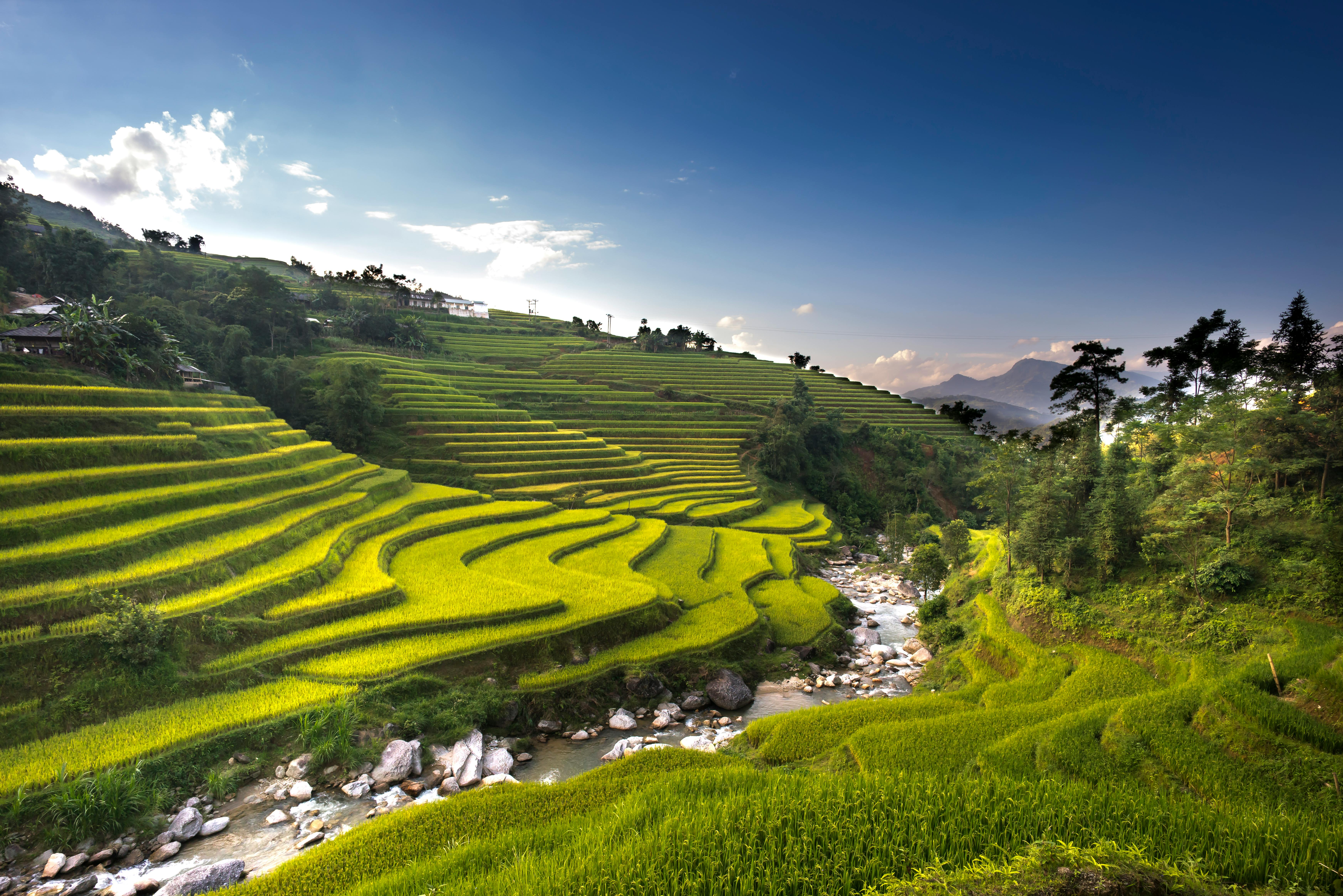Rice Field & HD Image