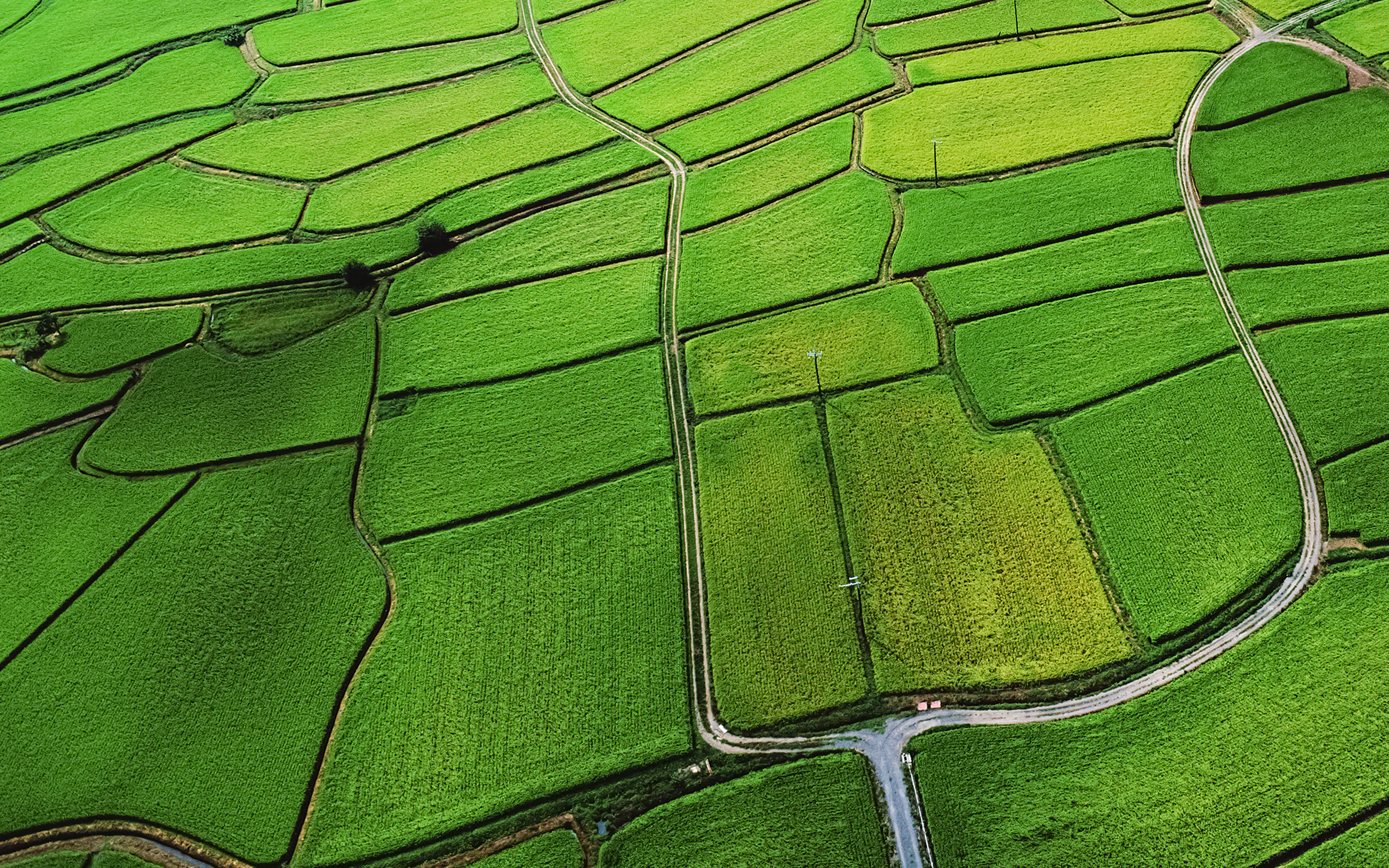 Wallpaper Rice Paddy Field Nature