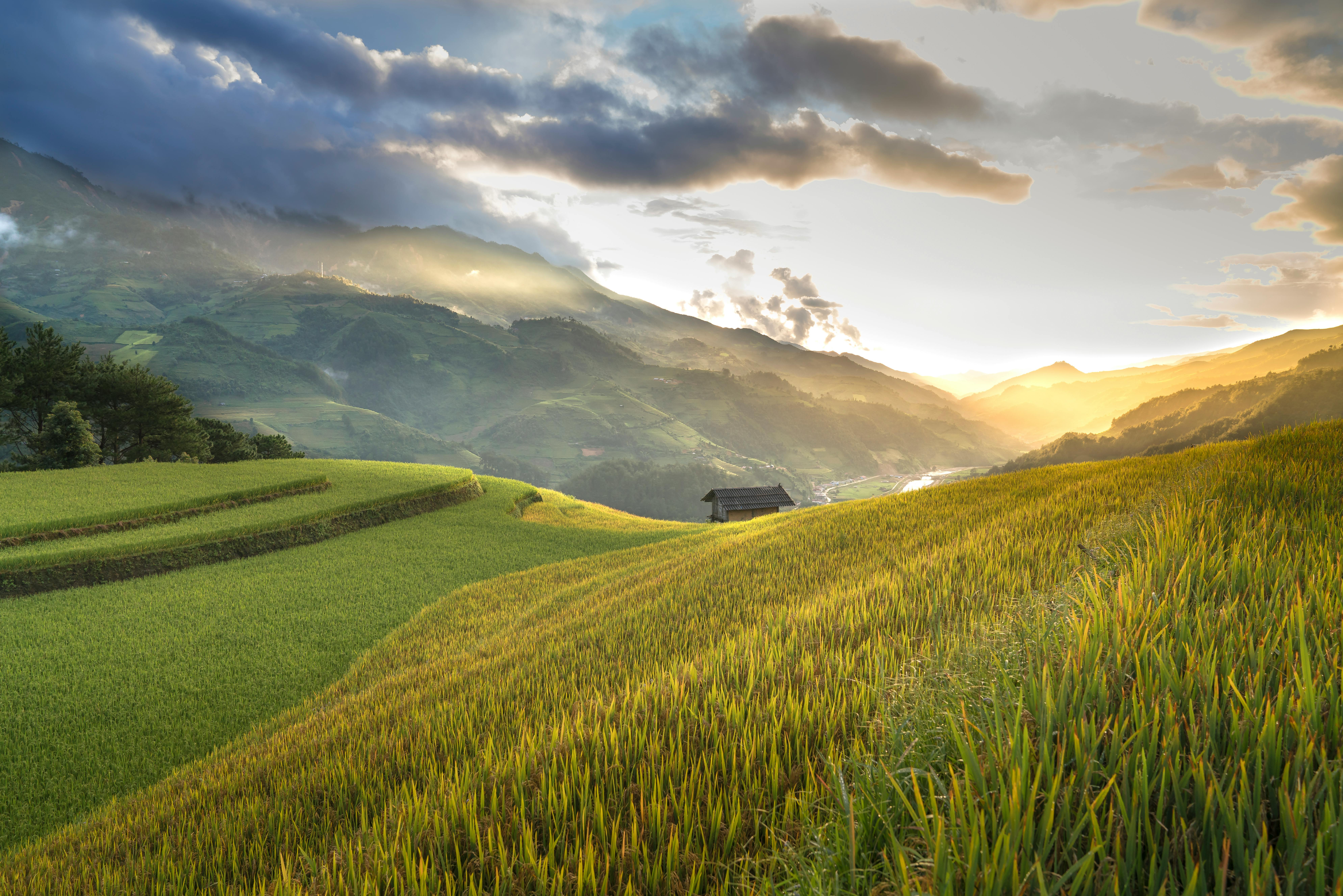 Rice Field & HD Image
