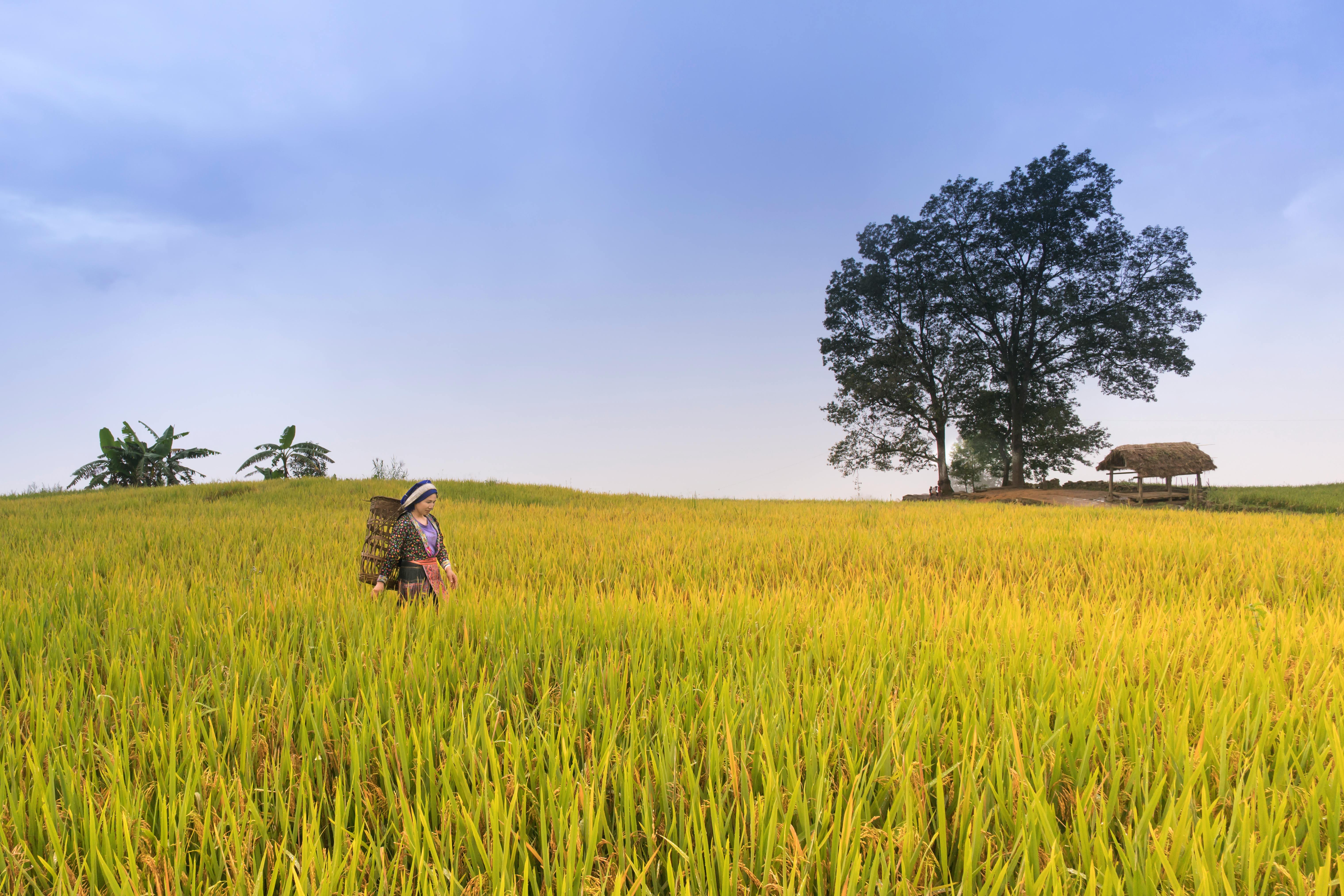 Rice Field & HD Image