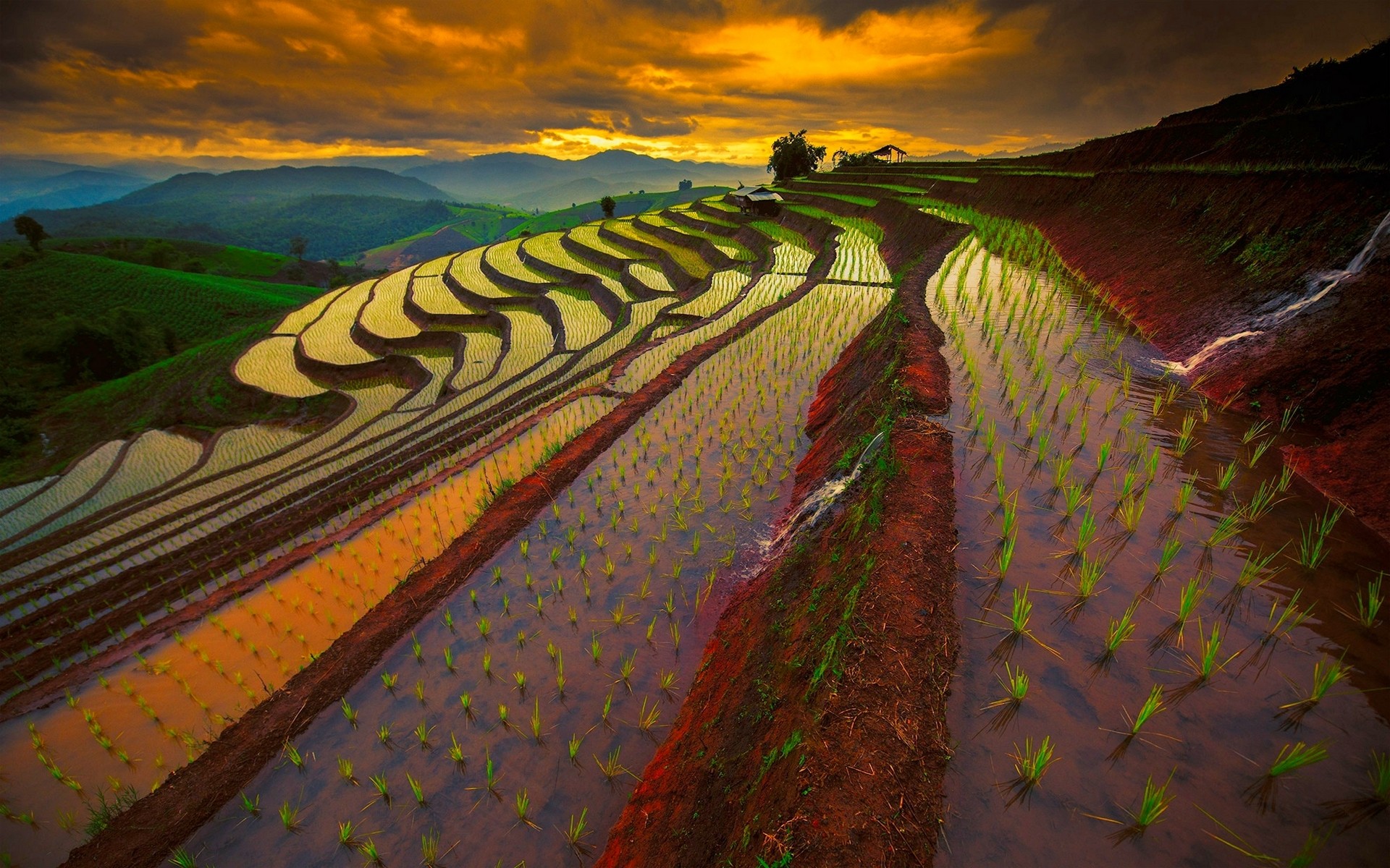Rice Terrace HD Wallpaper